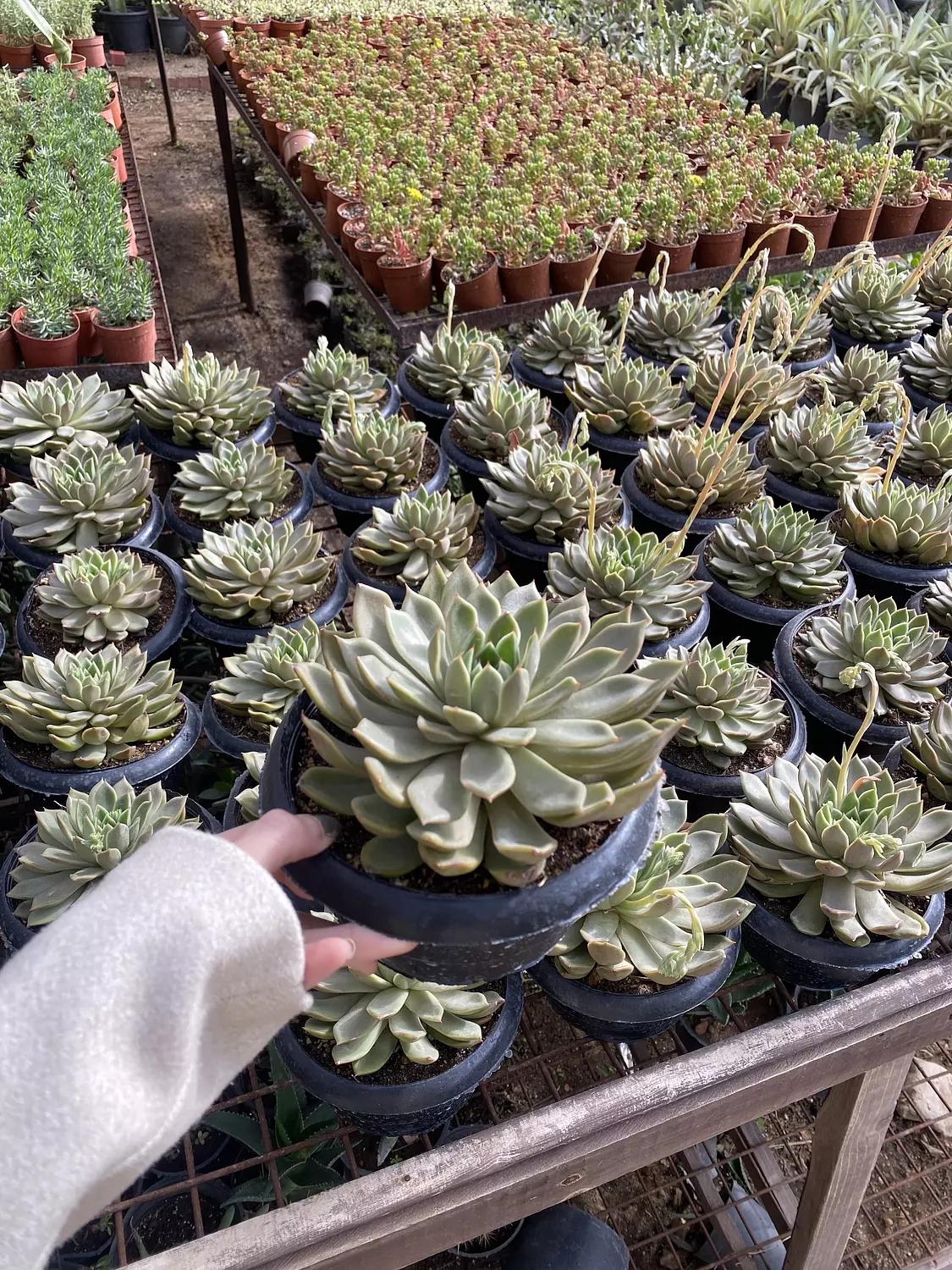 Jumbo Echeverias (1) 1