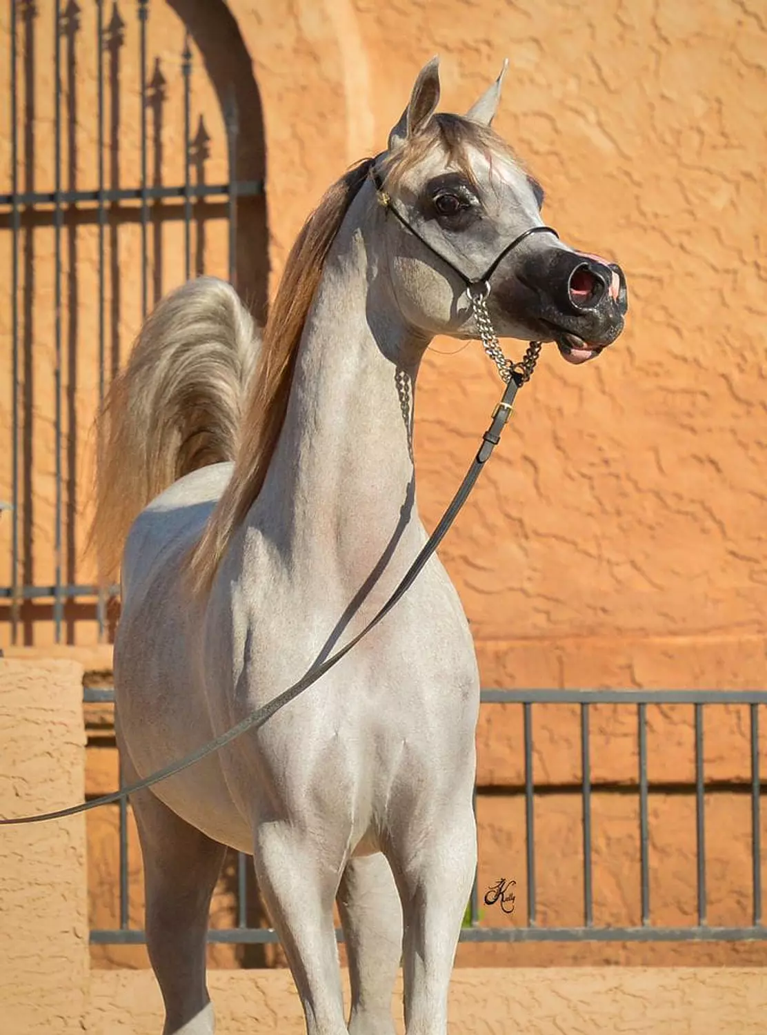 🎖️🌐Darley Arabian: The Arabian Equestrian Legend That Changed the World. 2