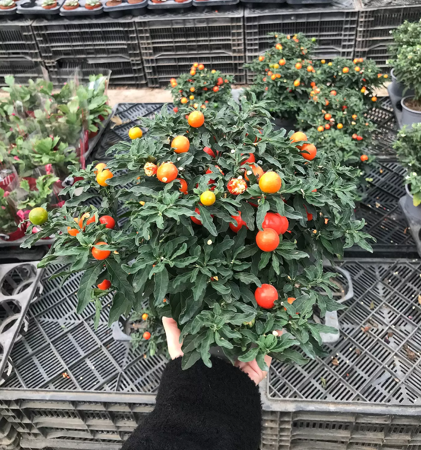 Solanum Pseudocapsicum image