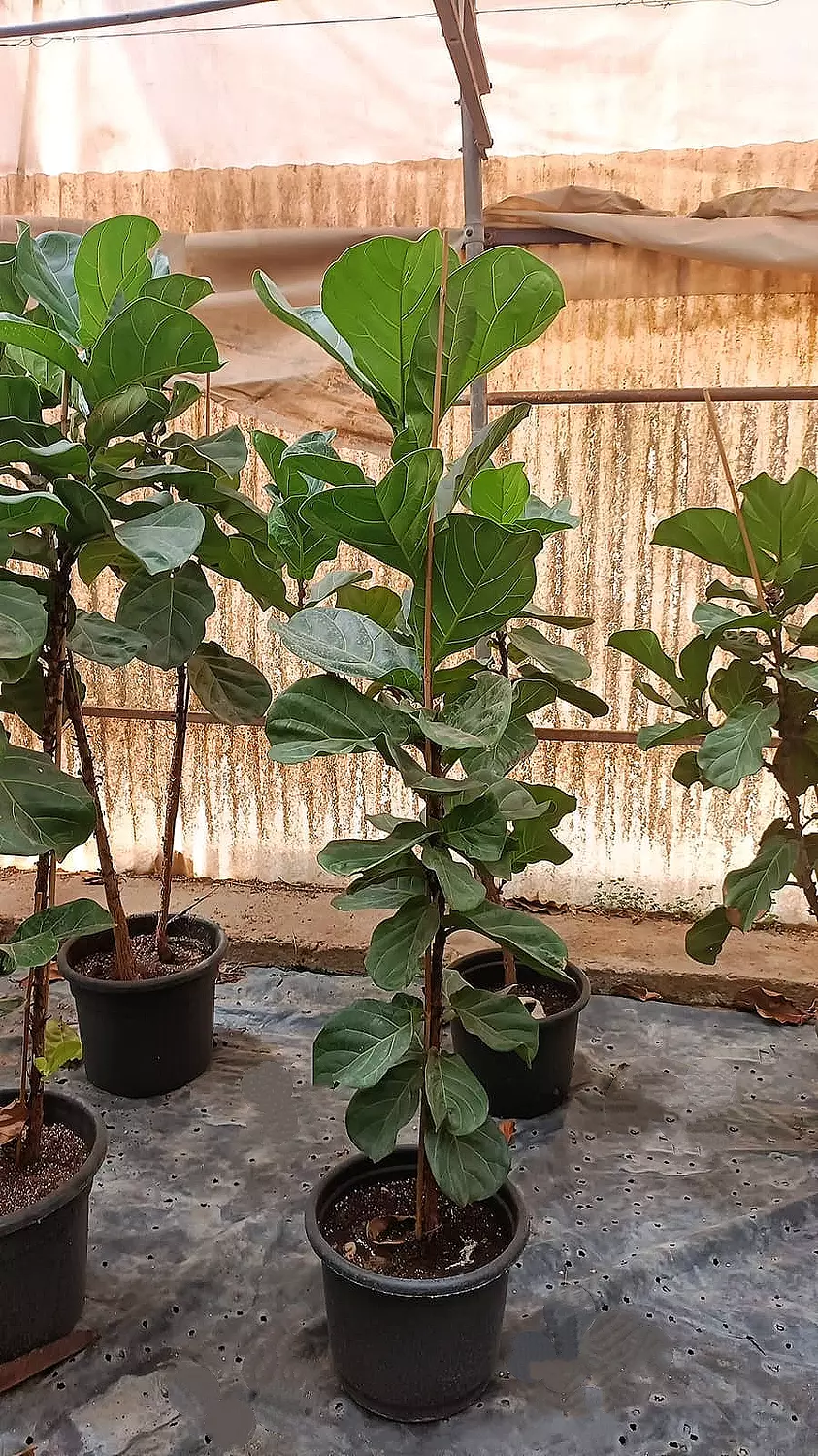 Fiddle Leaf Fig 10