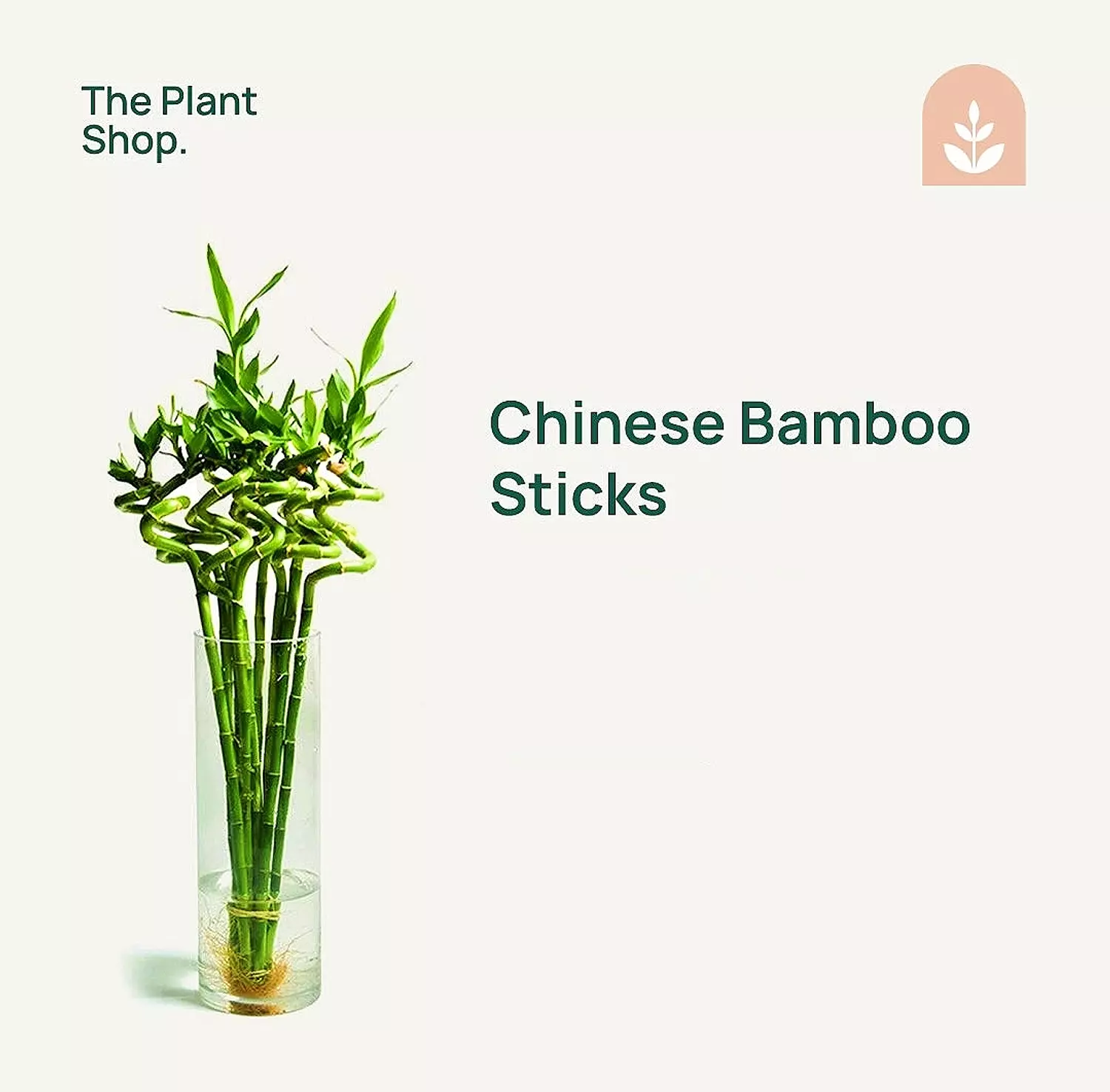 Chinese Bamboo image