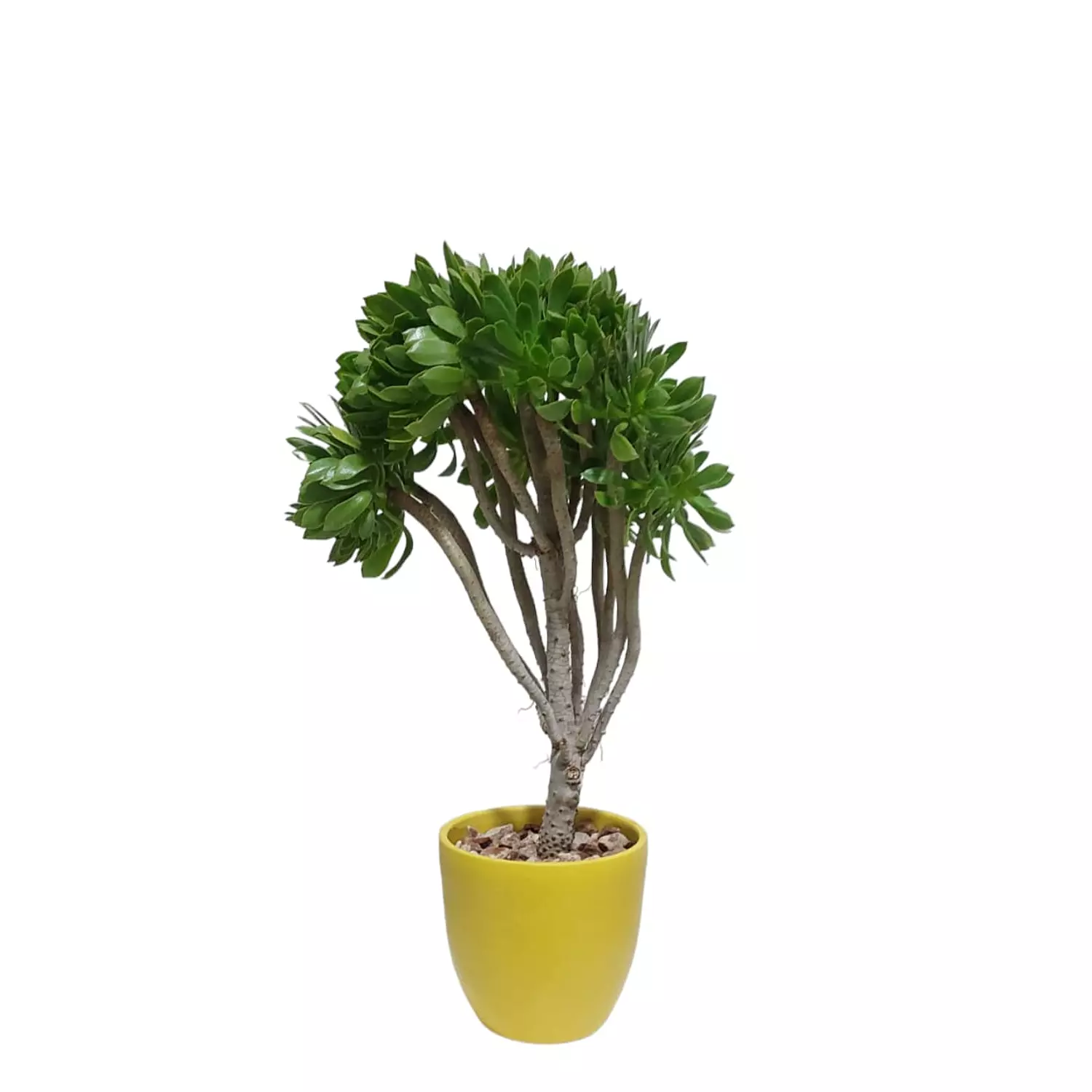 Aeonium 0