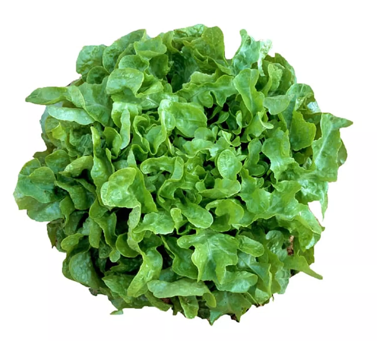 خس أوكليف أخضر (الواحدة) image