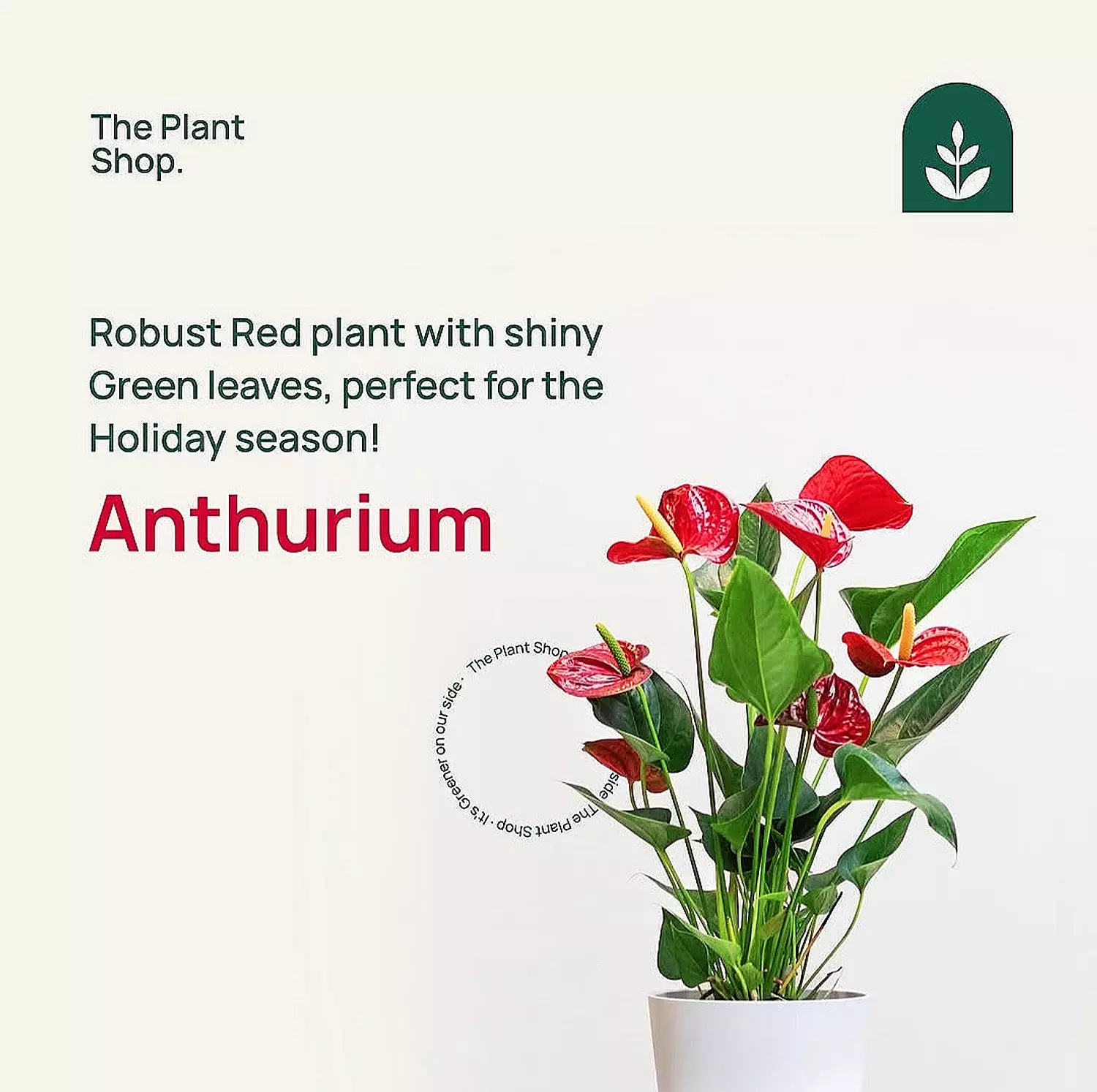 Anthurium image
