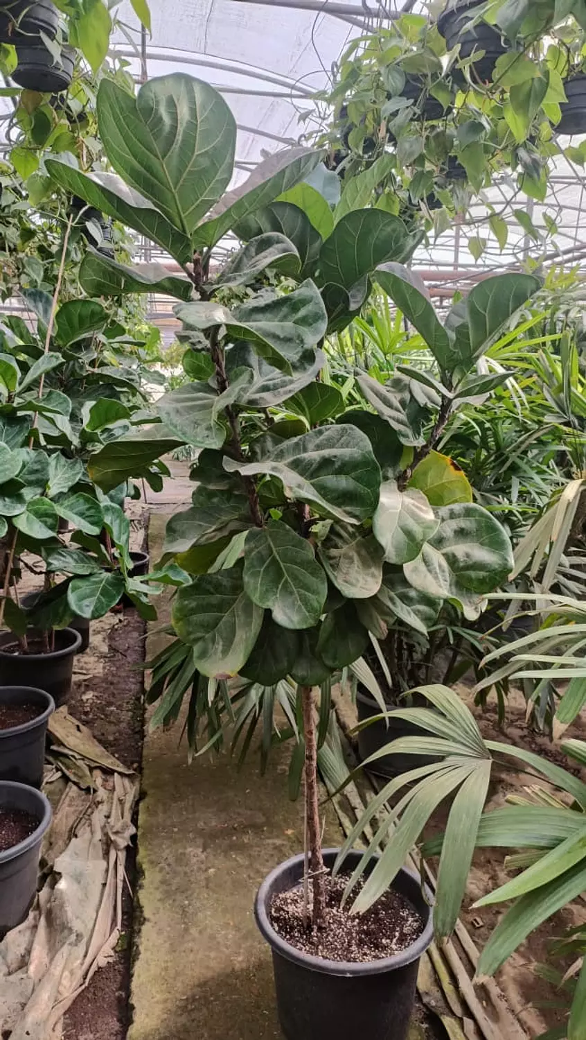 Fiddle Leaf Fig 7