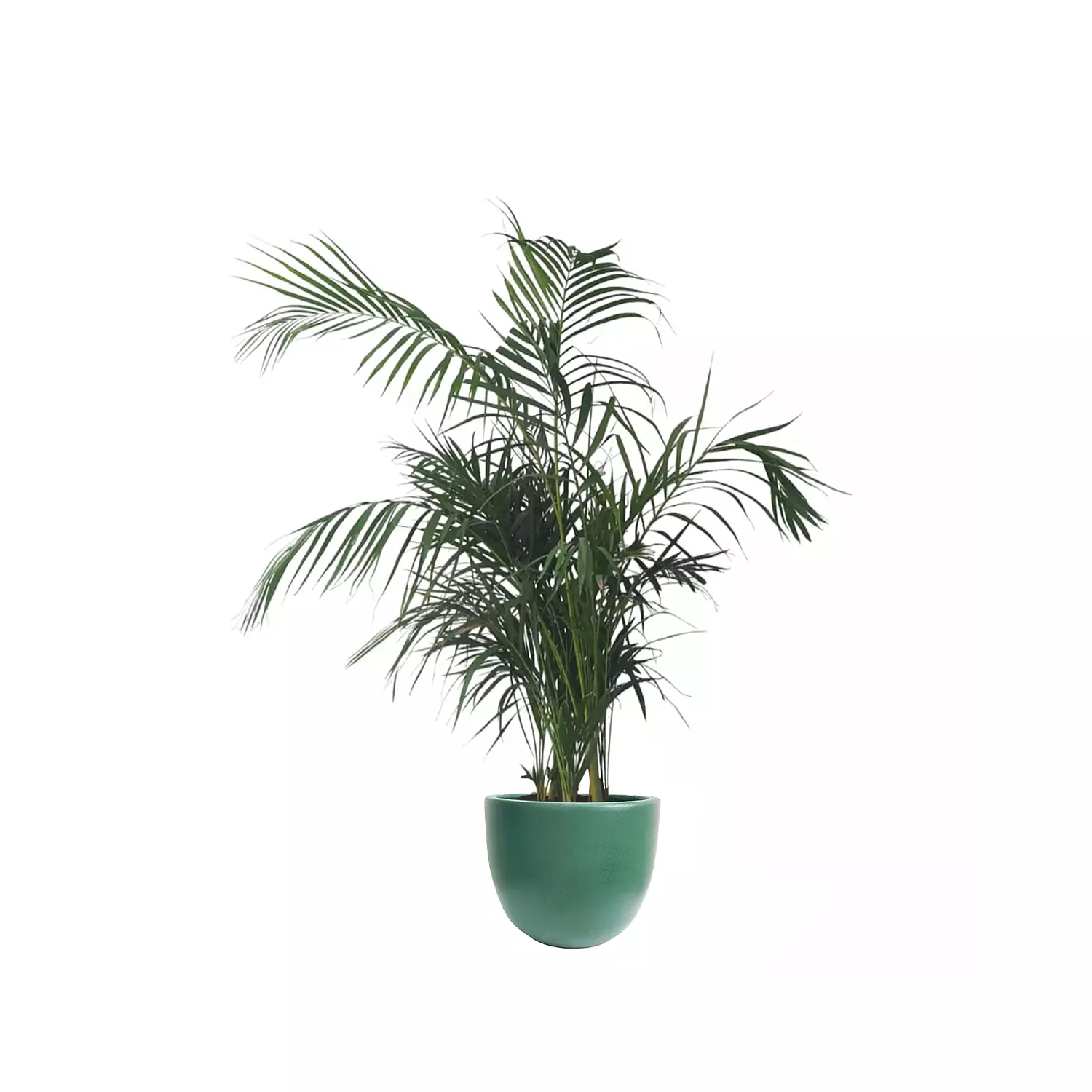 Areca Palm  13