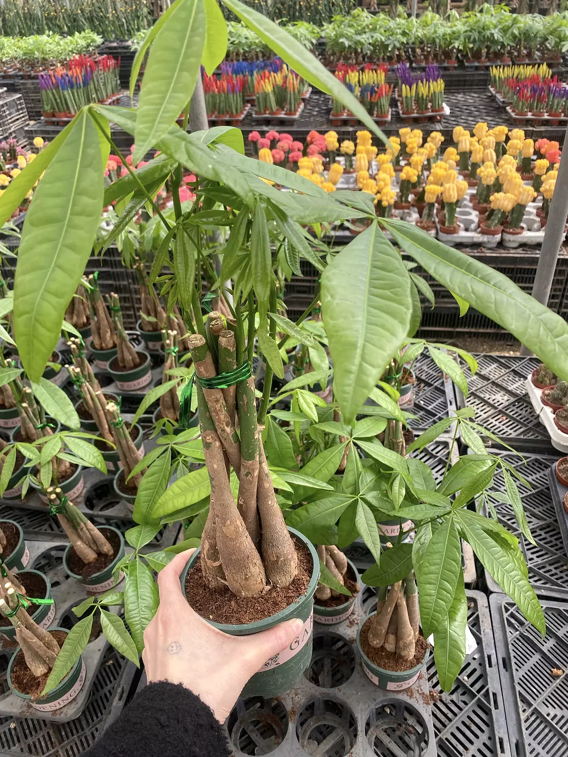 Baby Money Tree ( size 2 )  hover image