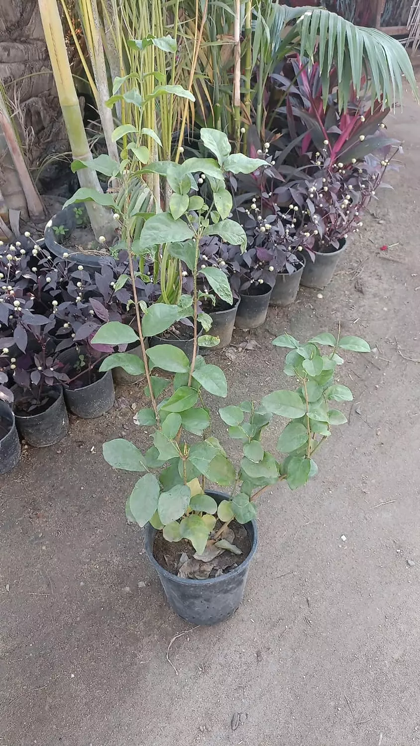 Arabian Jasmine Tree (Full) 1