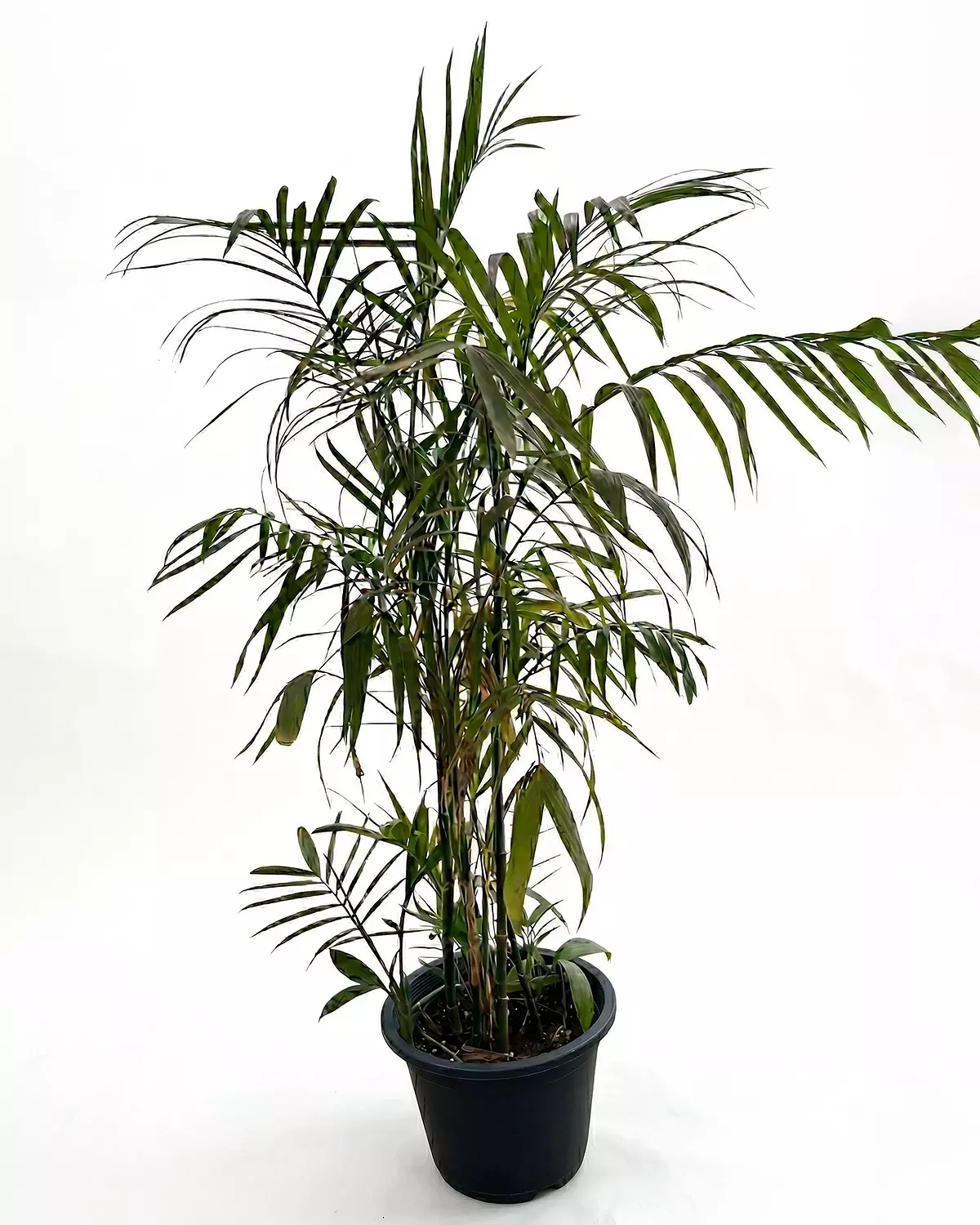 Chamaedorea Elegans 2