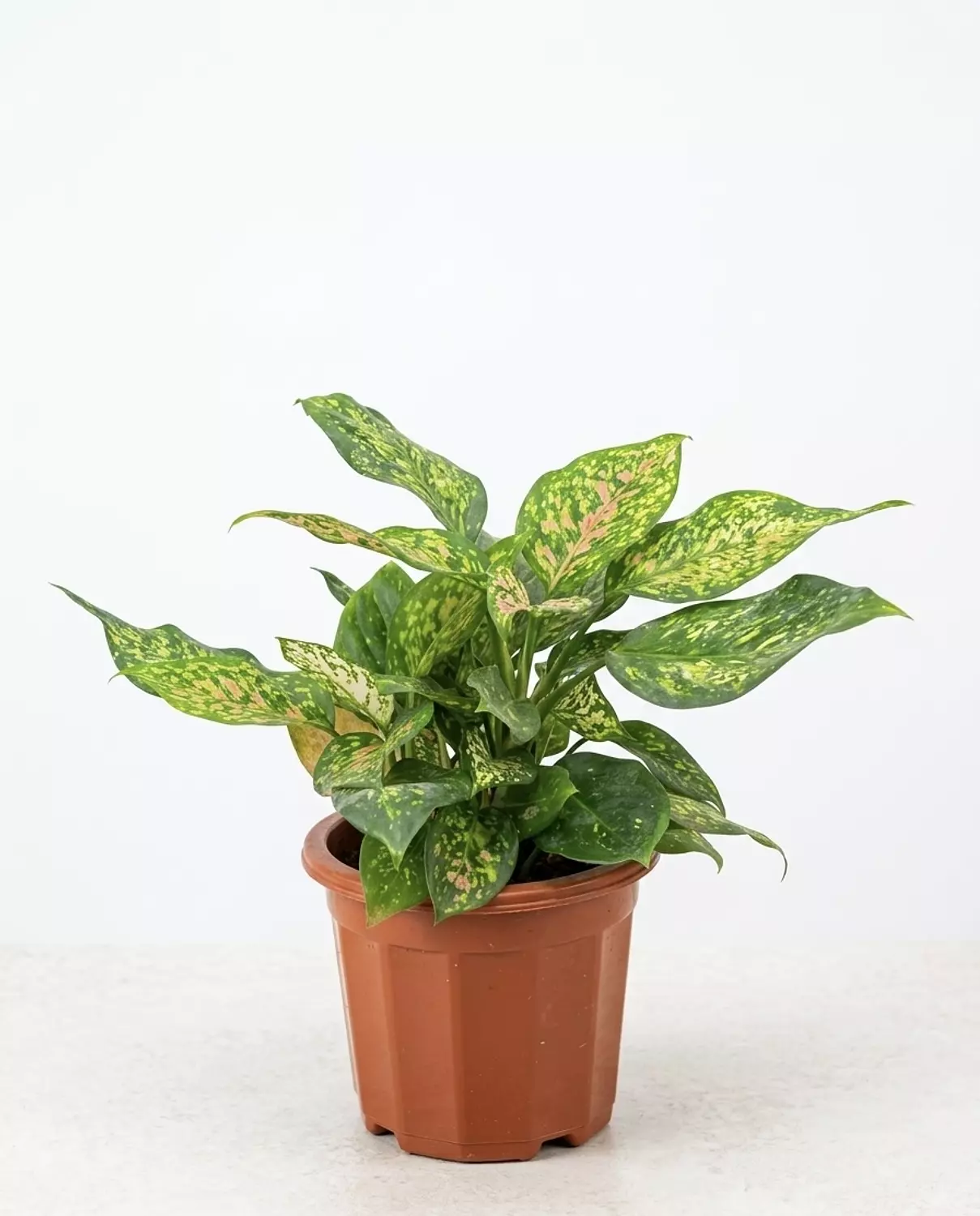 Chinese Evergreen image