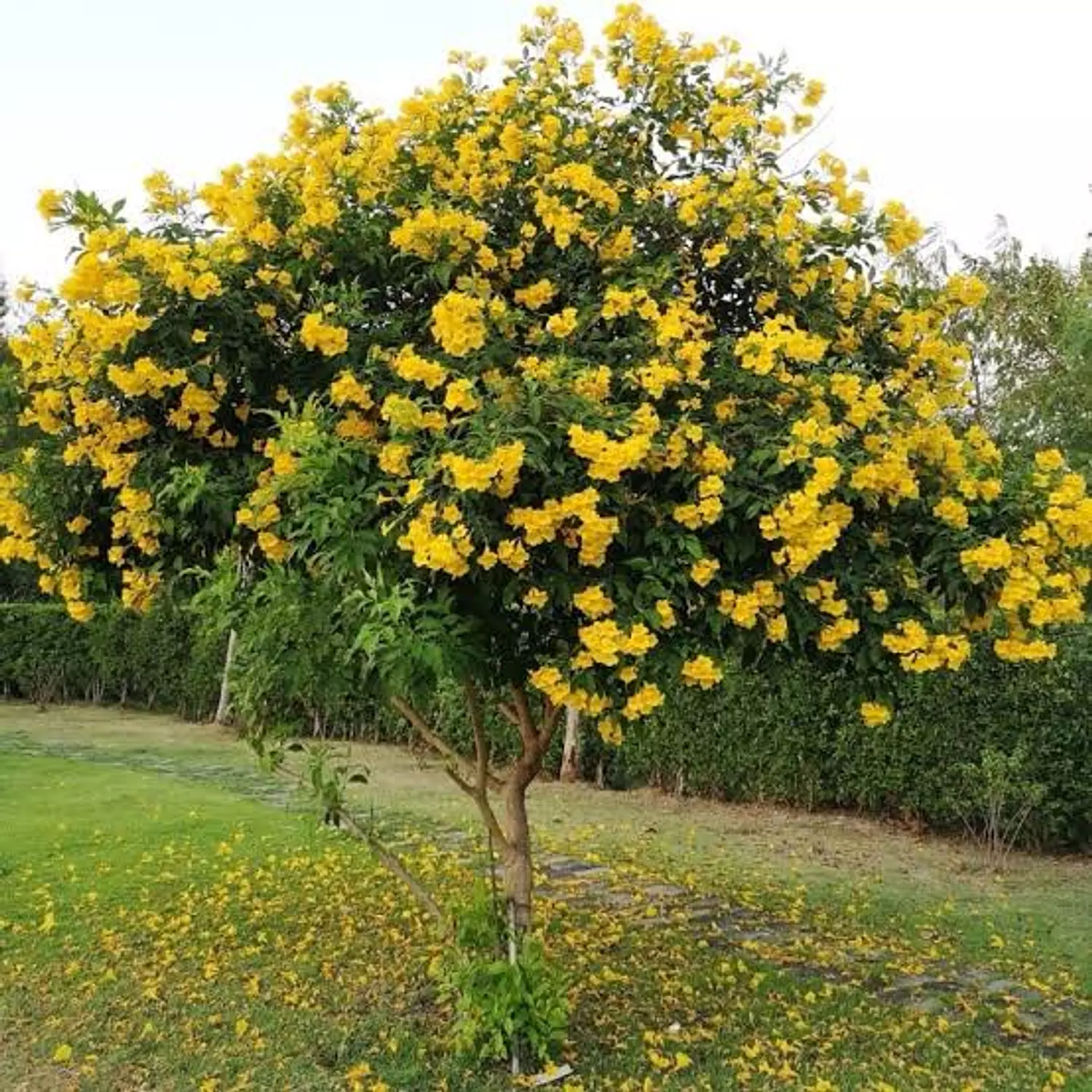 Tecoma Tree  hover image