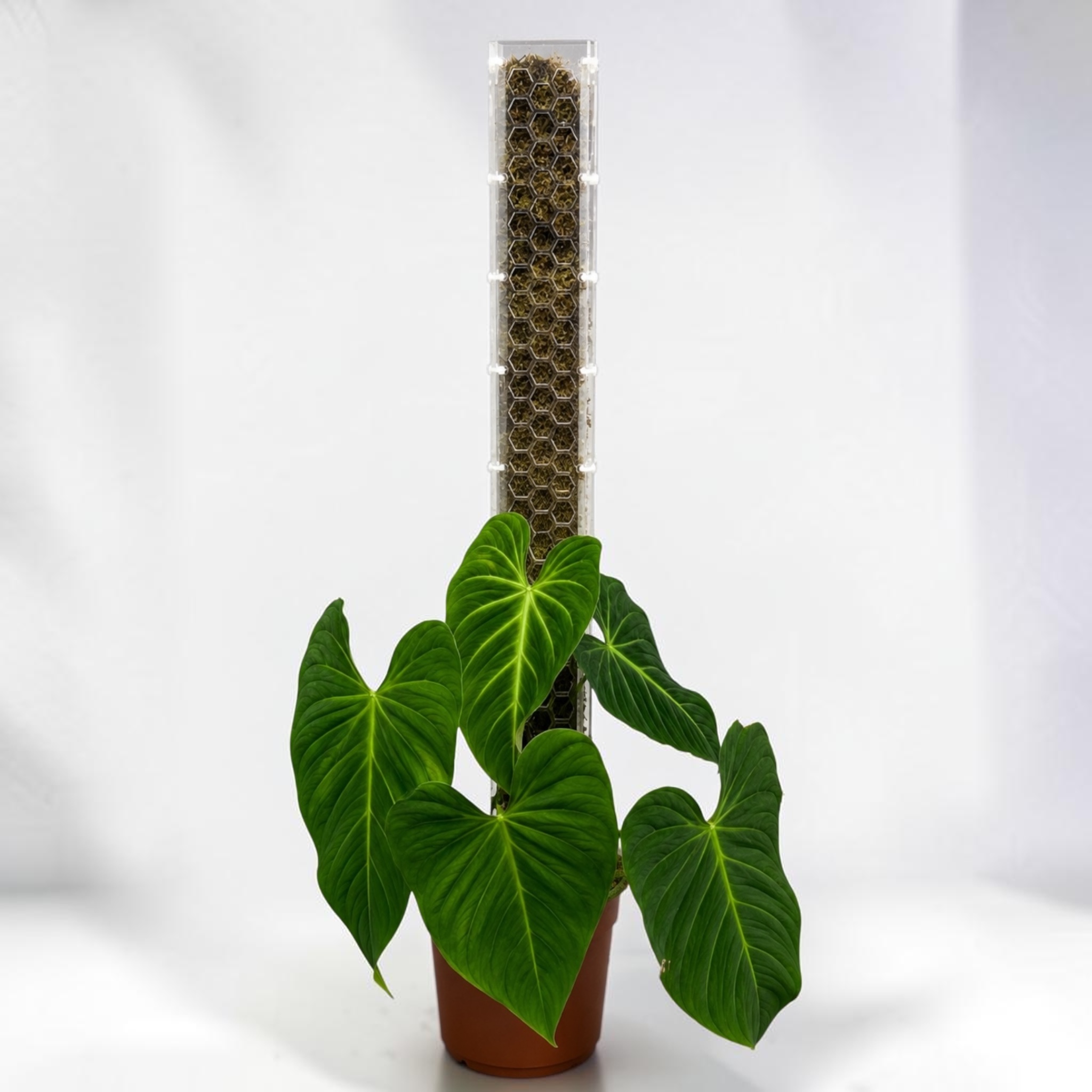 Philodendron Splendid climbing on acrylic moss pole