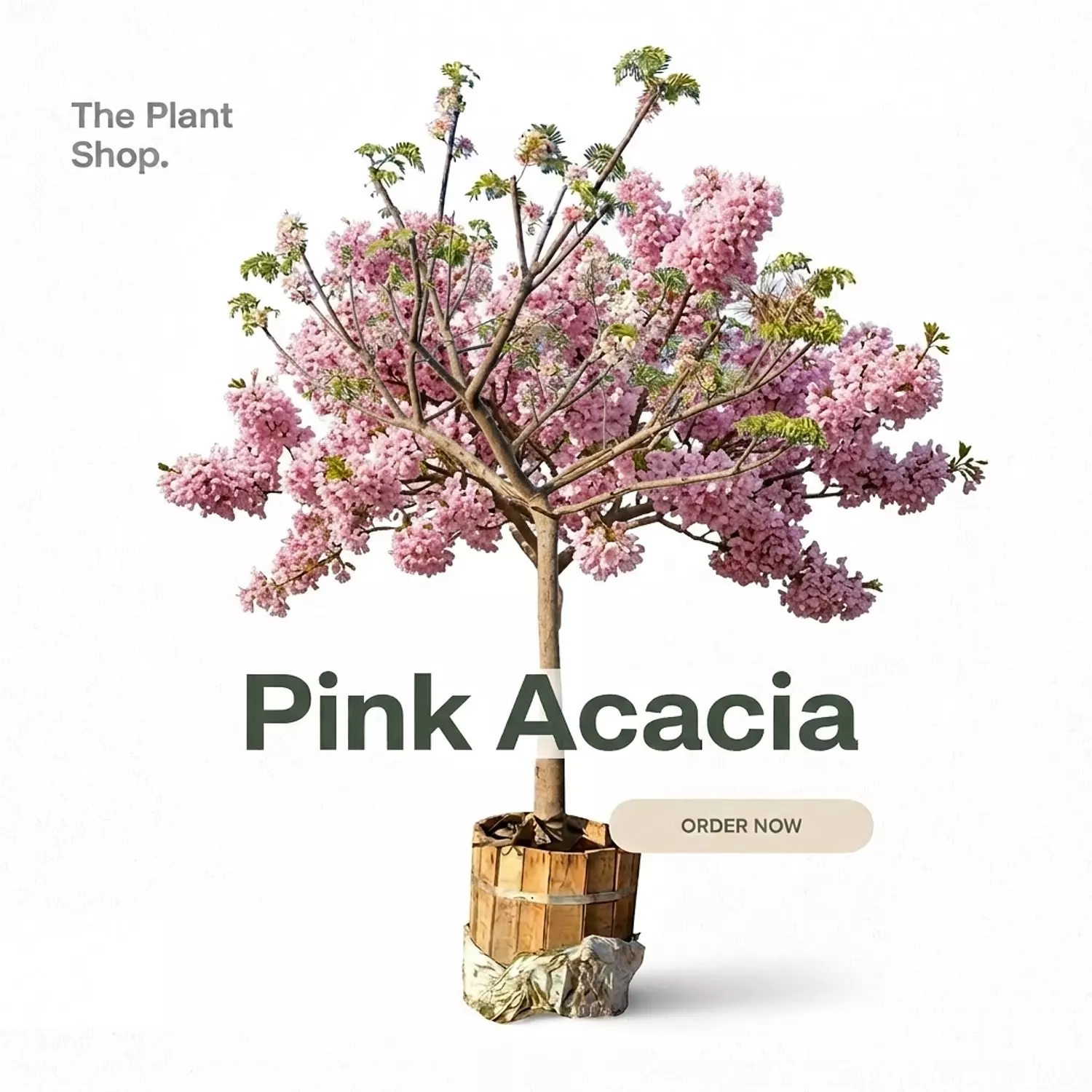 Pink Acacia image