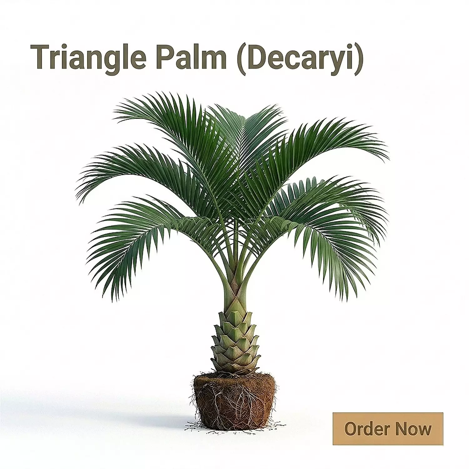 Triangle Palm ( Decaryi ) image