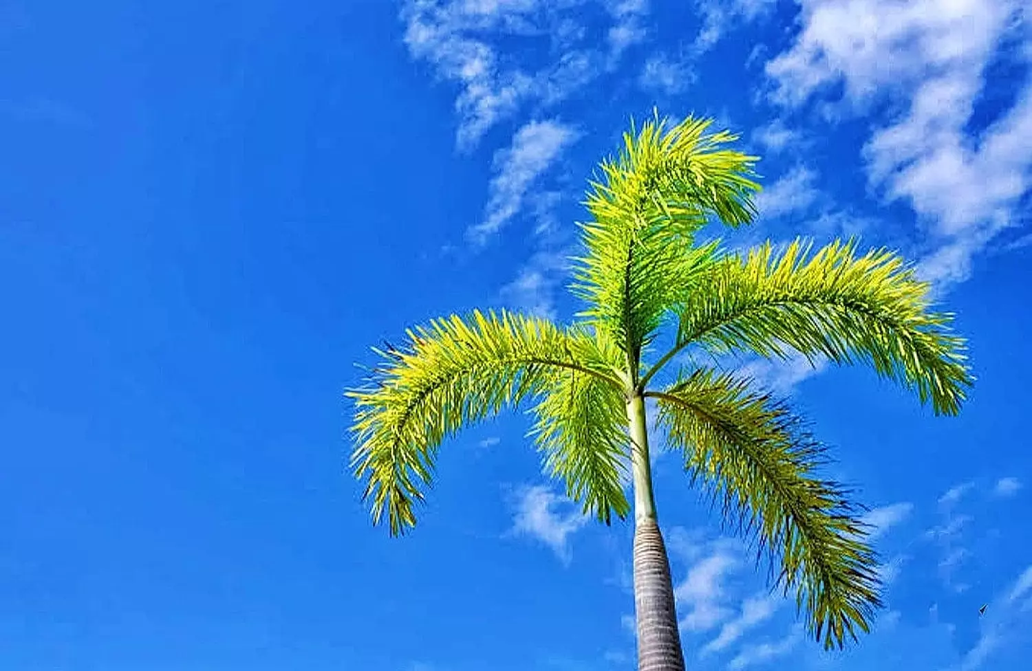 FoxTail Palm 2