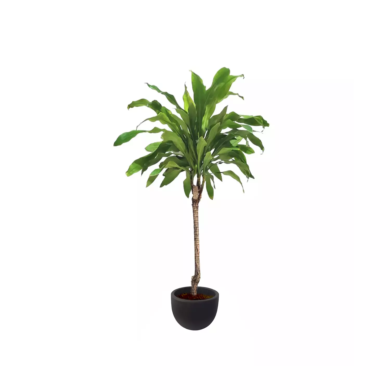 Dracaena fragrans 3