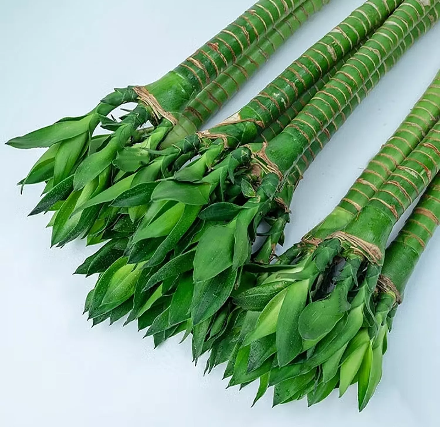 Louts Bamboo  4
