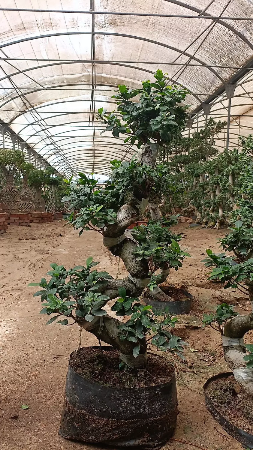 S Shape Bonsai Tree 7