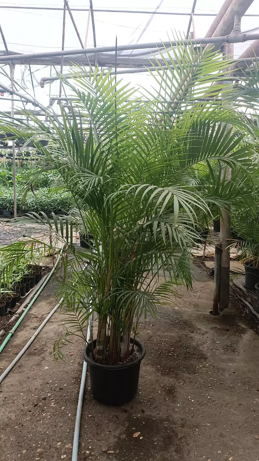 Yellow Areca Palm 9