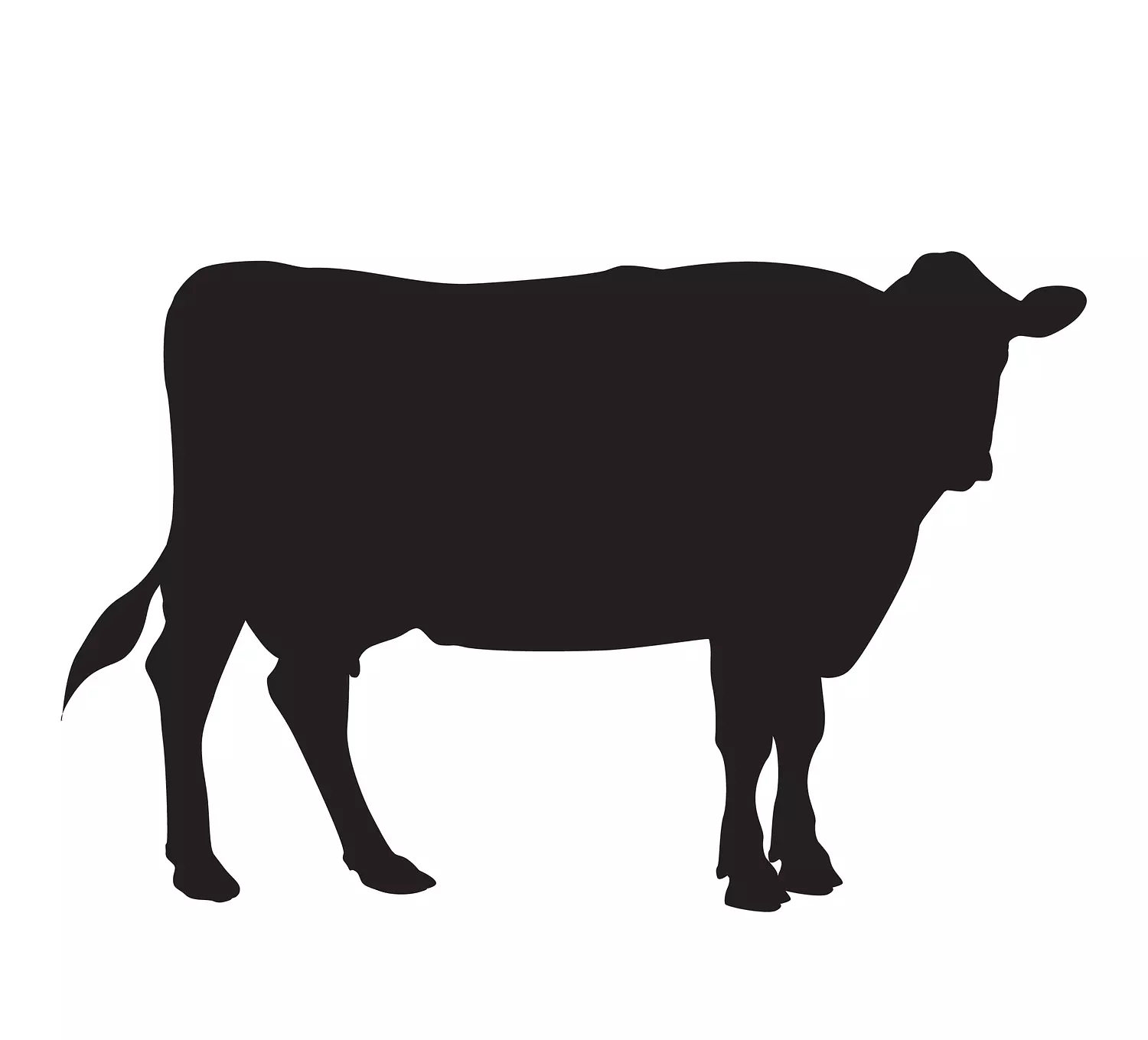 Bulls – عجول image