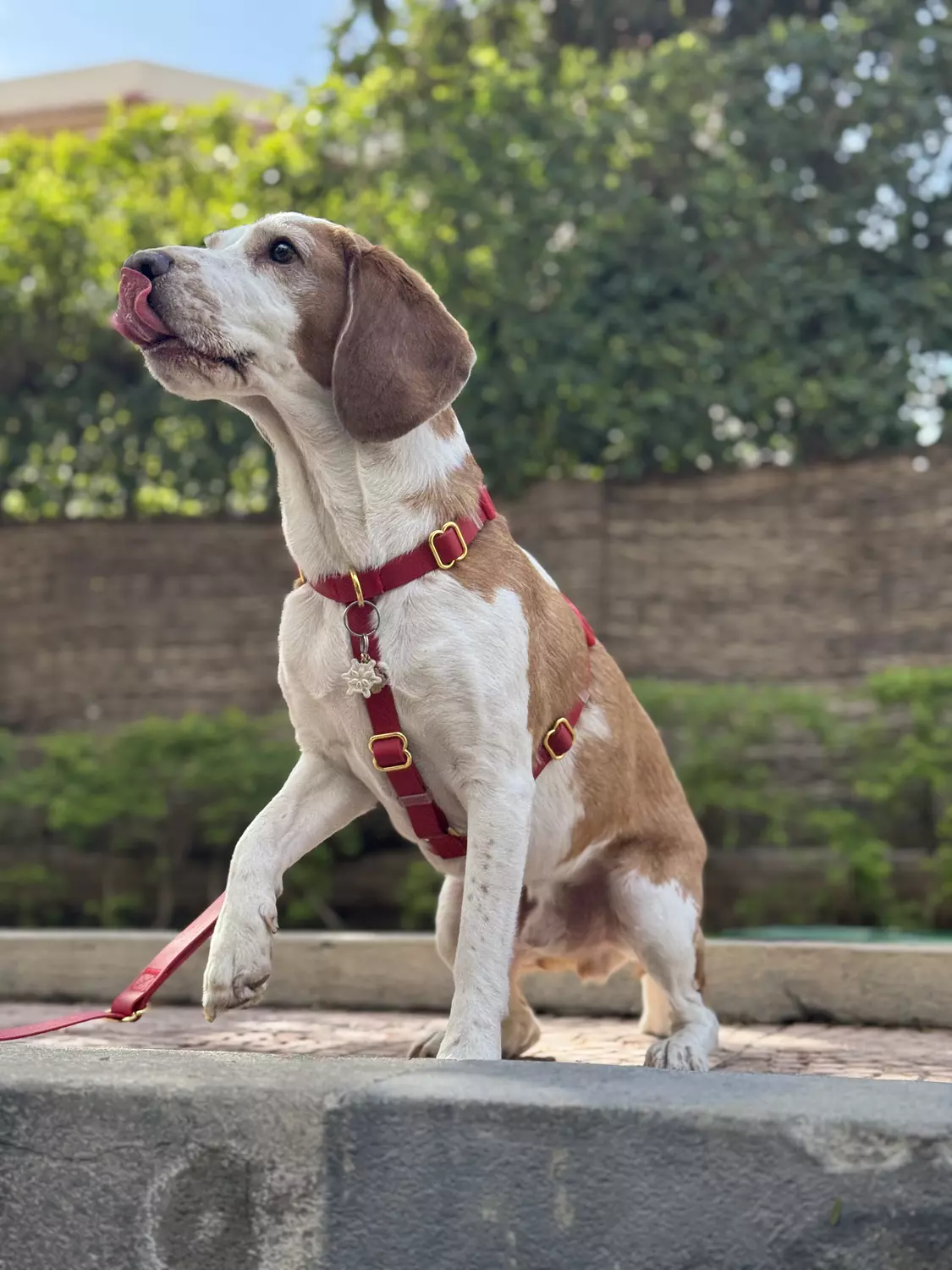 Essential Dog Harness 5