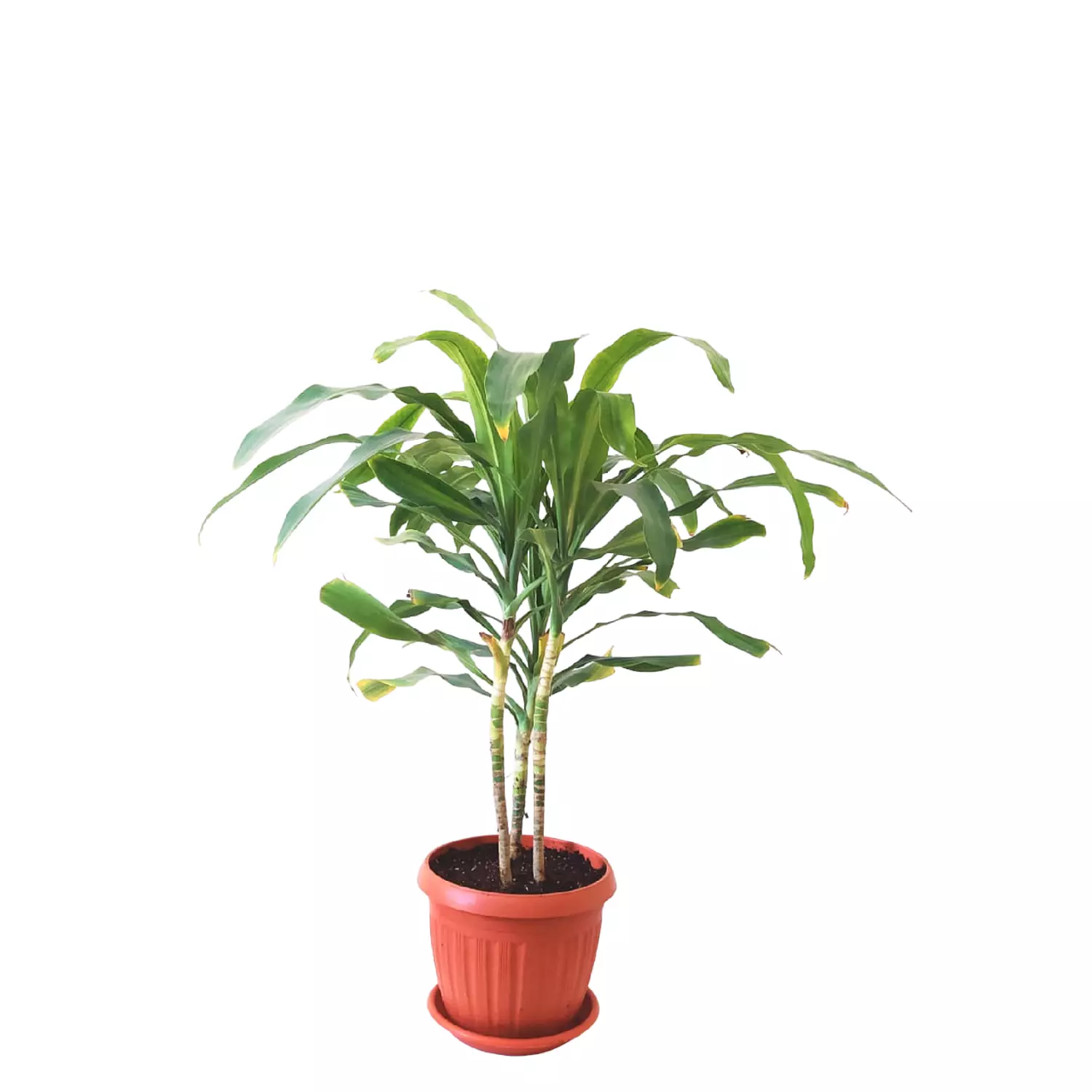 Dracaena Massangeana image