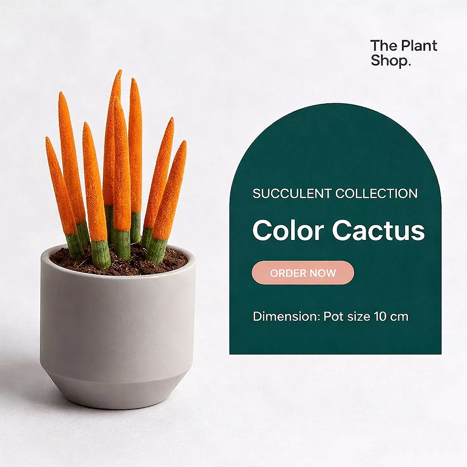 Spear Sansevieria image