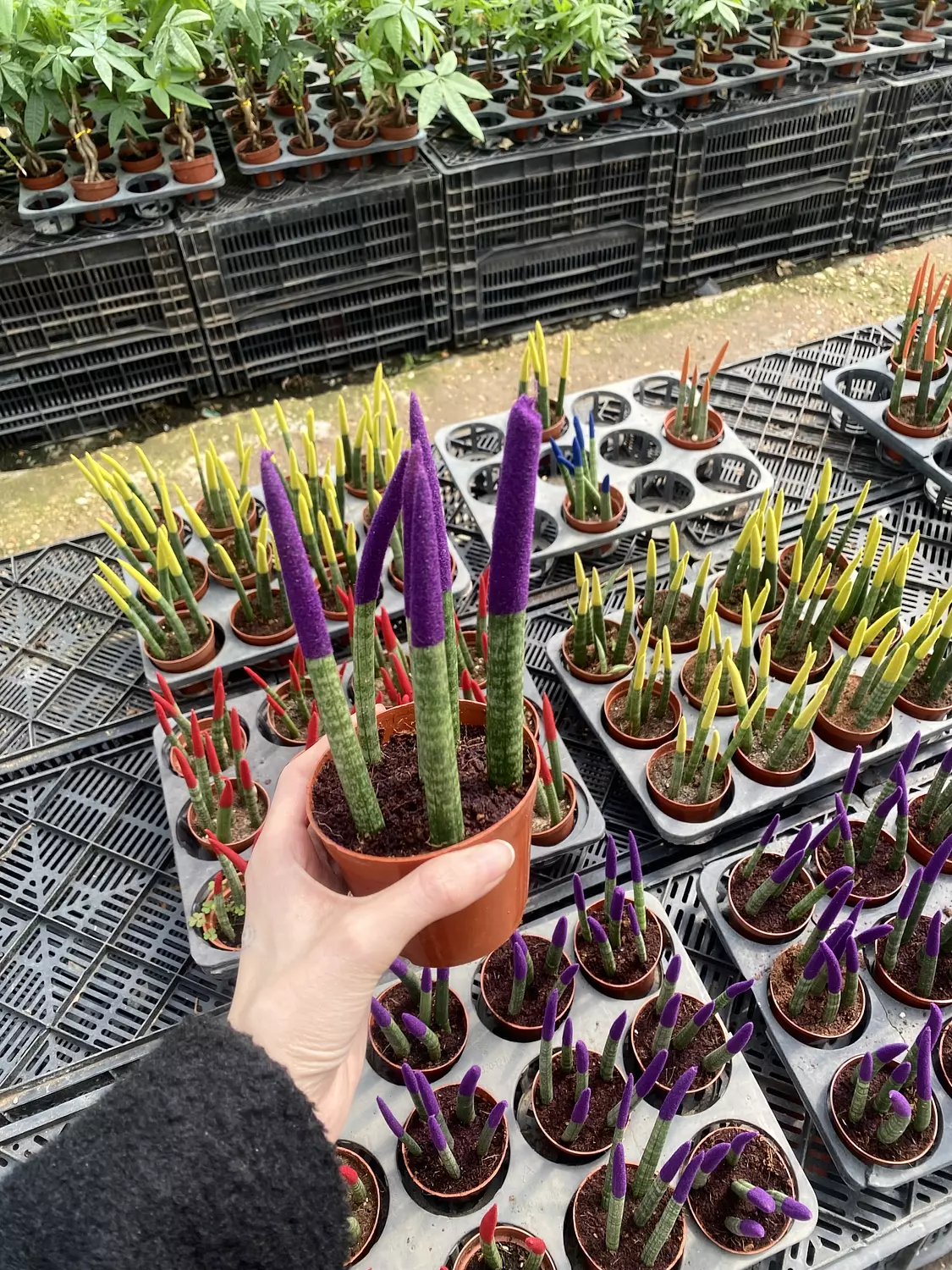 Spear Sansevieria hover image