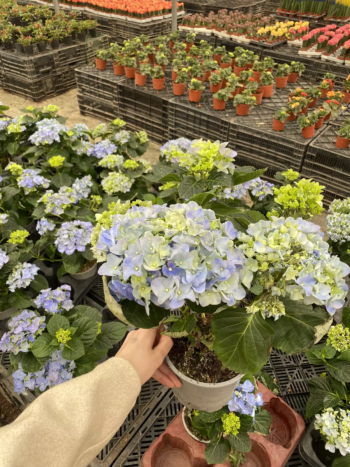 Haydrengya hover image