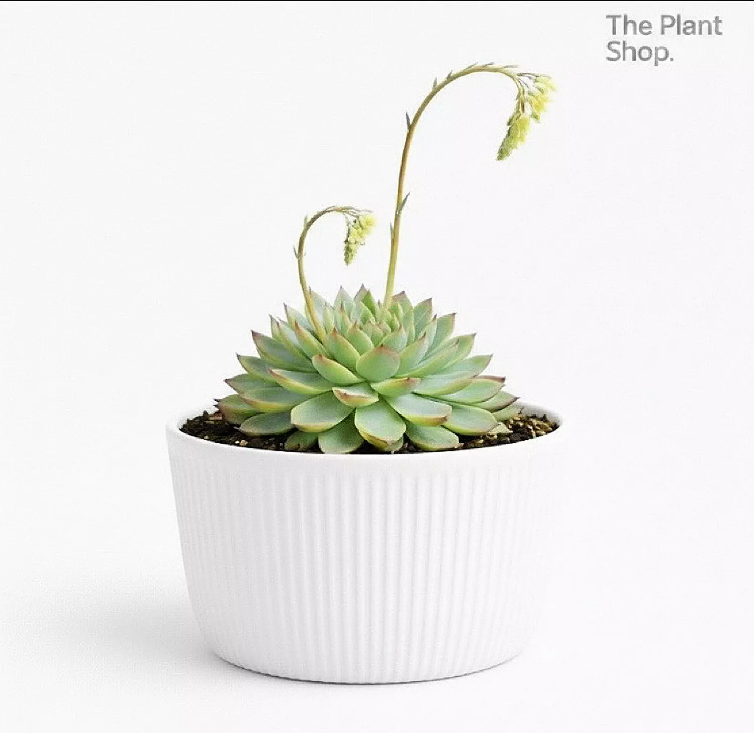 Jumbo Echeverias (2) image