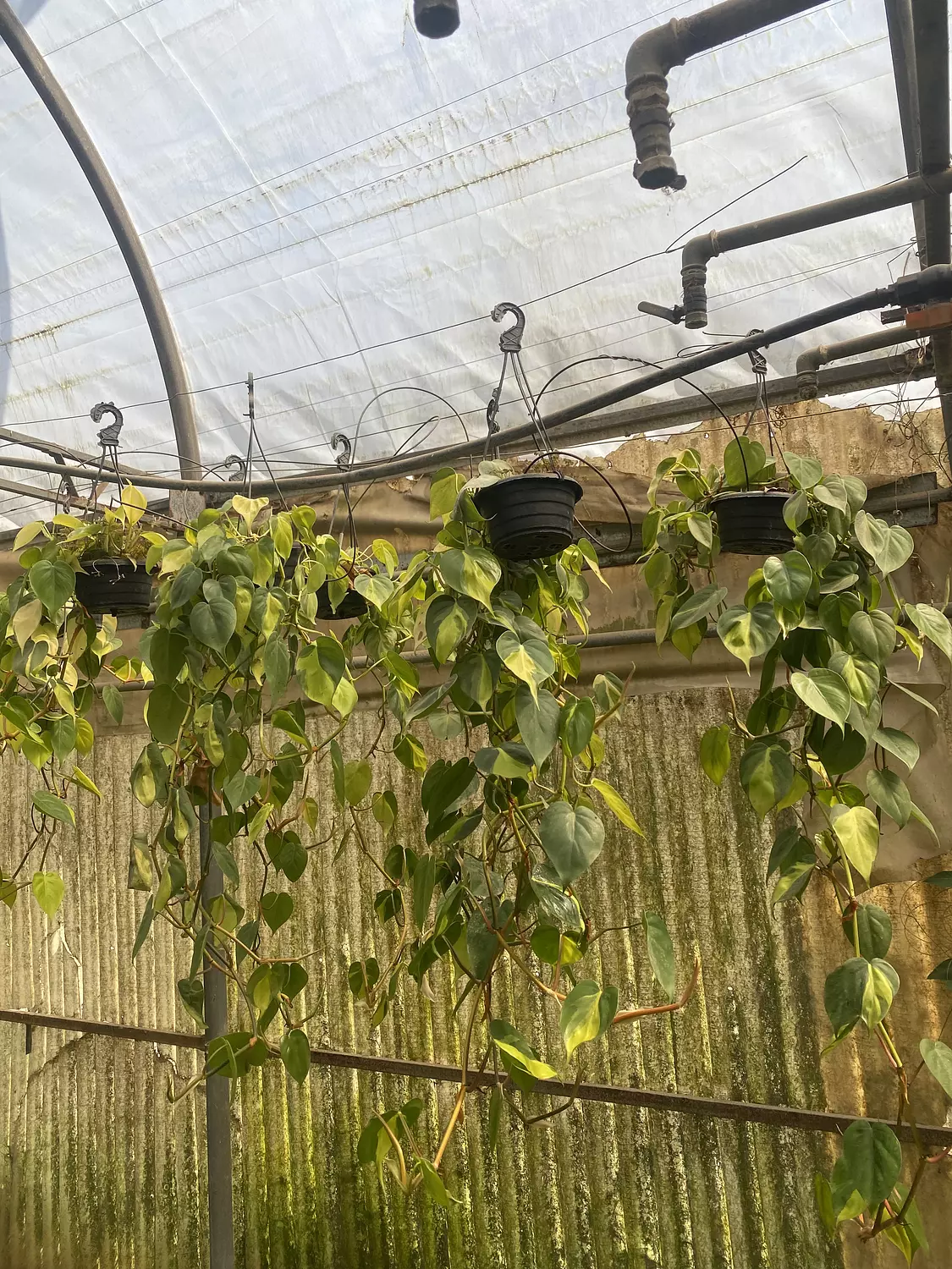 Hanging Philodendron Heart Shape 2