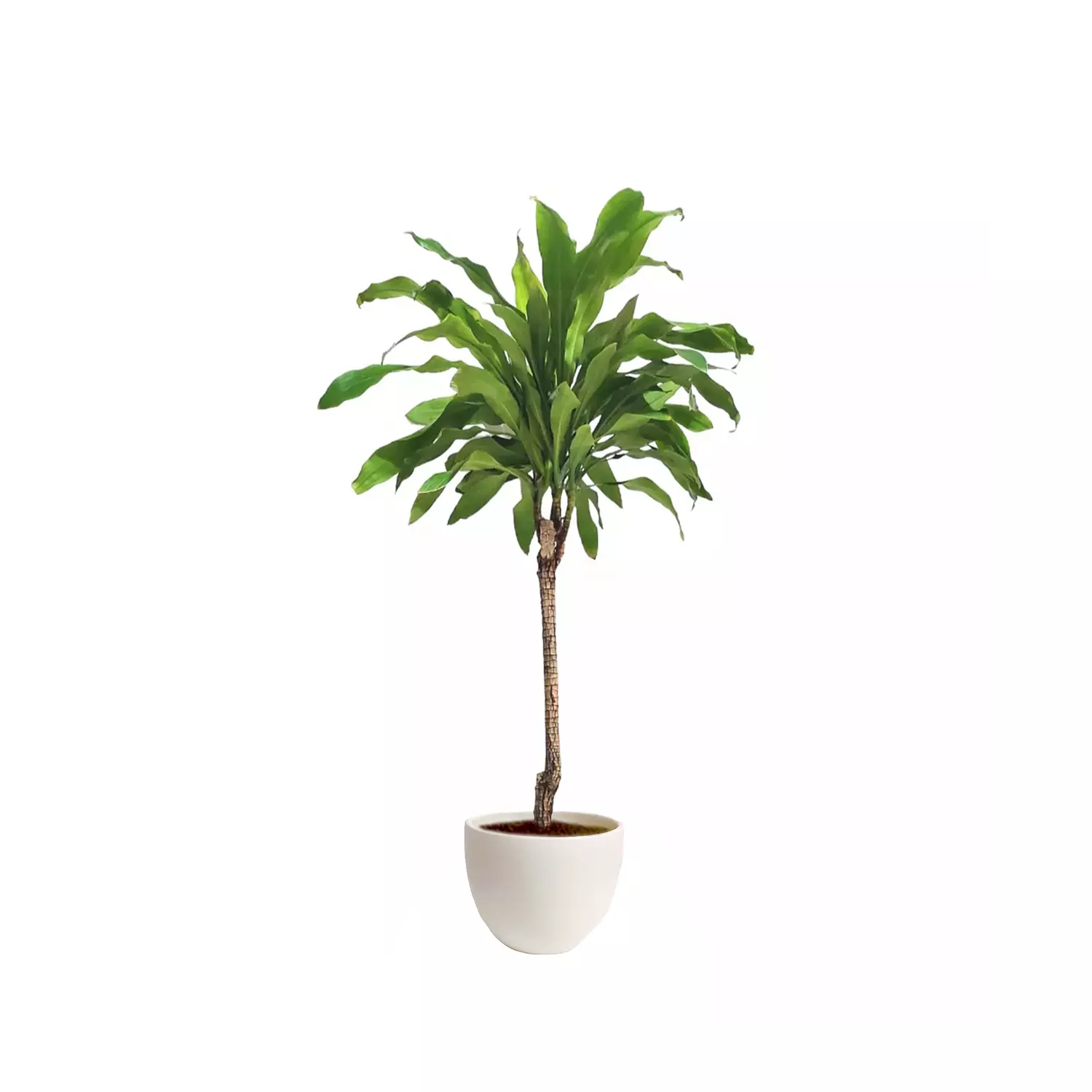 Dracaena fragrans 2