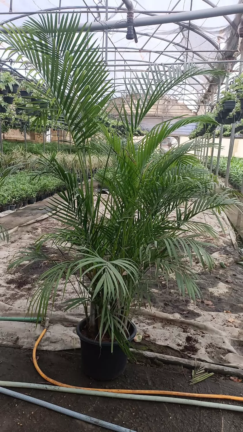 Yellow Areca Palm 7