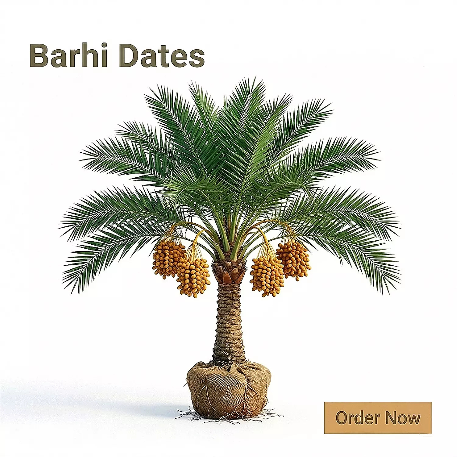 Barhi Date Palm image