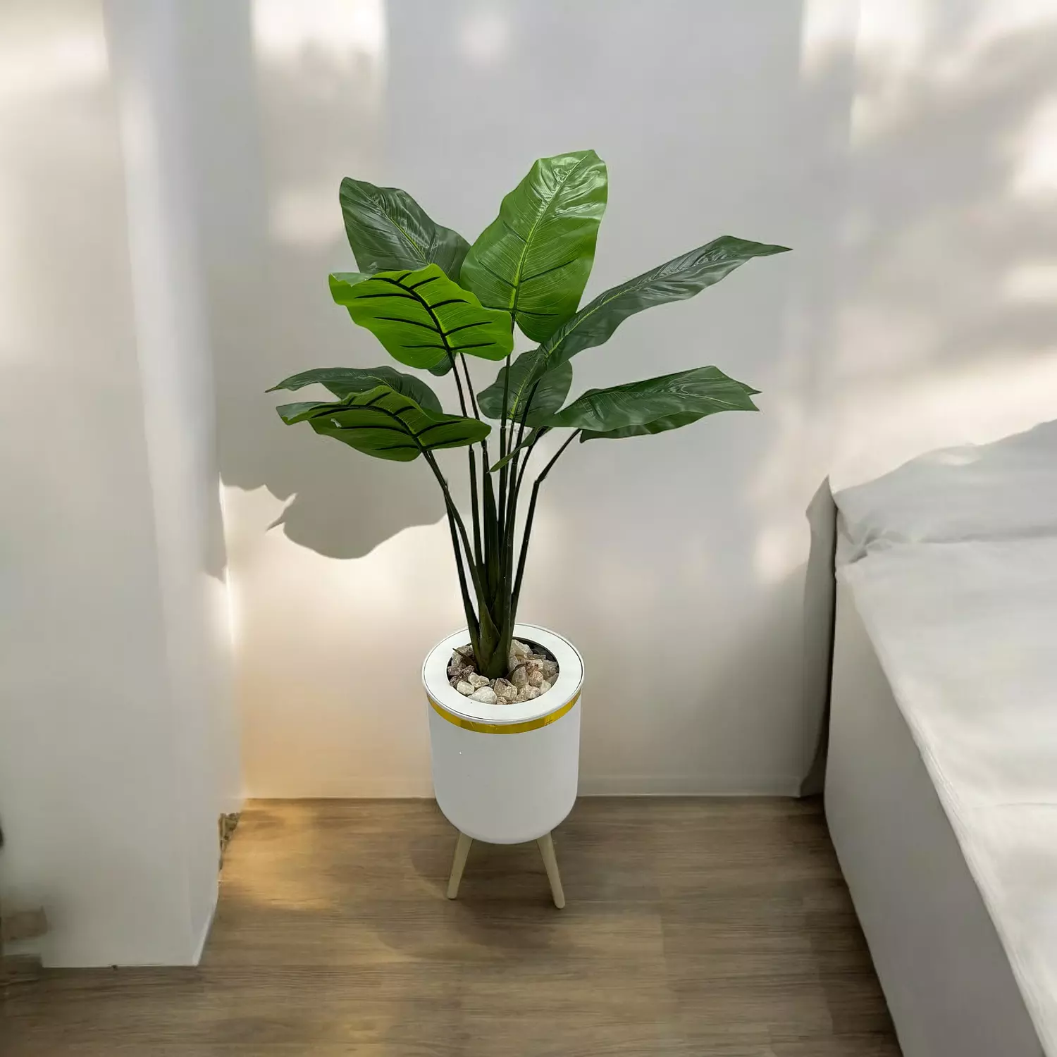 banana tree 09 image