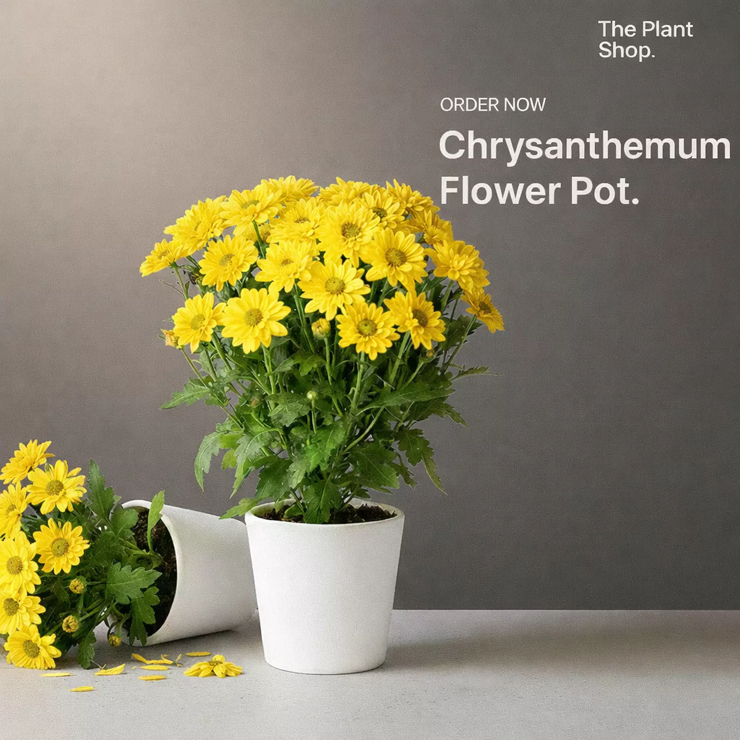 Chrysanthemum  image