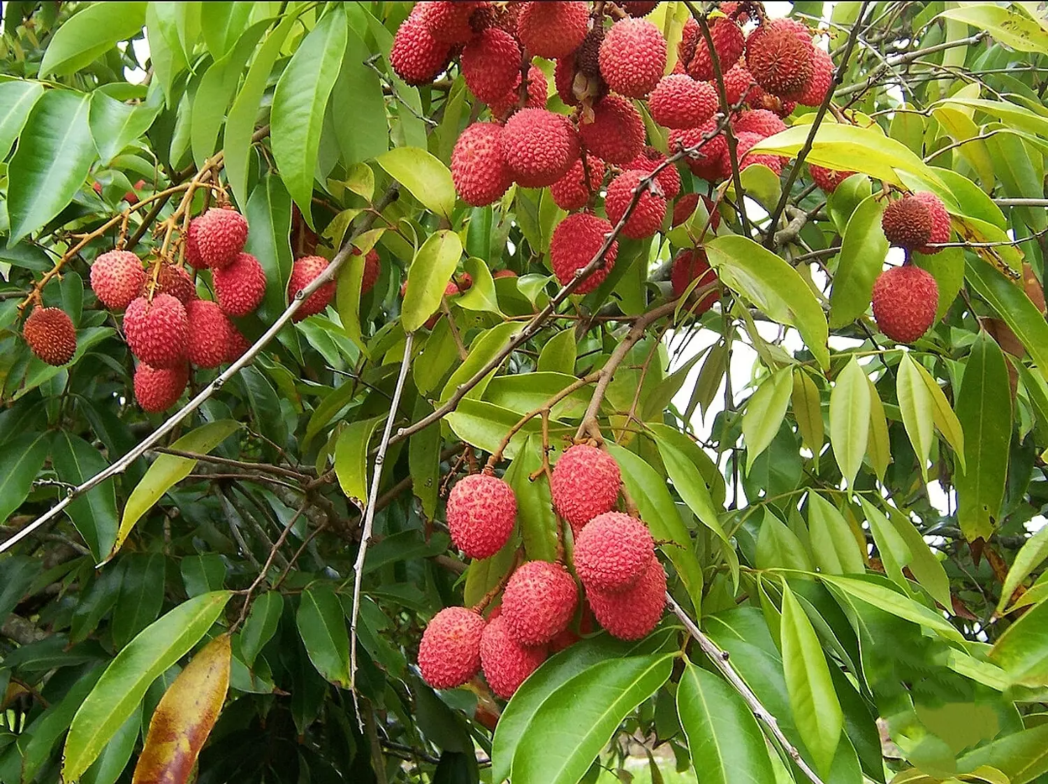 Lychee image