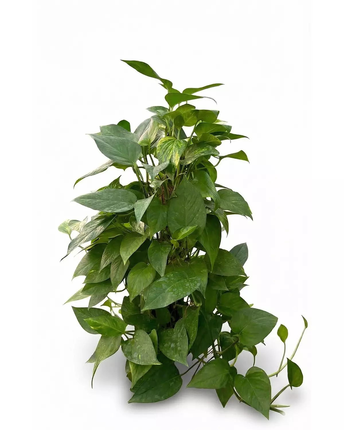 Golden Pothos (Stick) 4