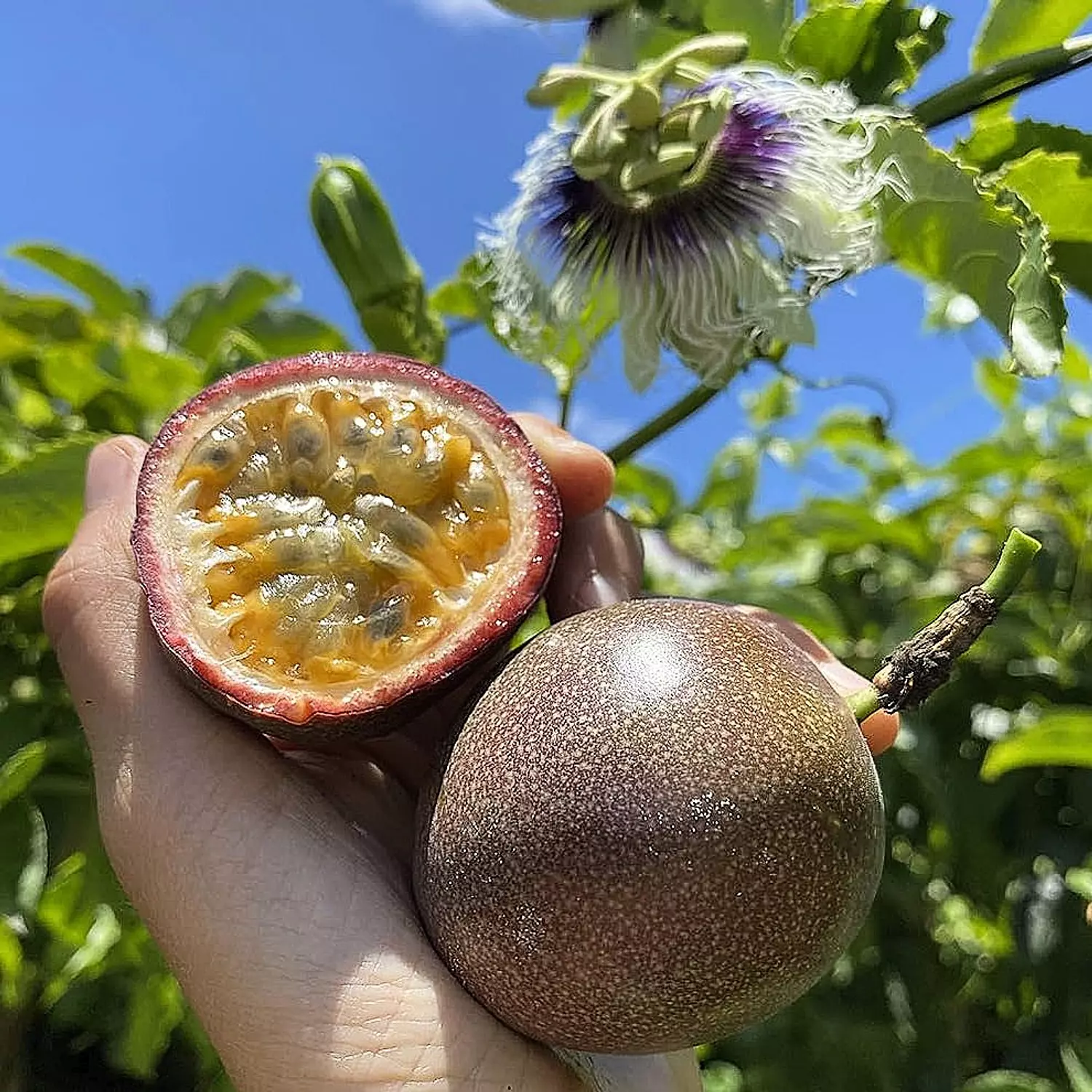 Passion Fruit  image