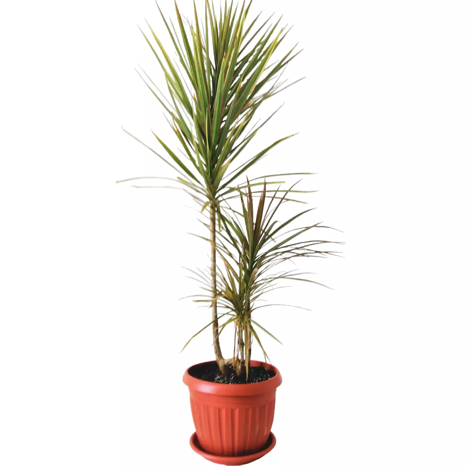 Dracaena Tricolor image