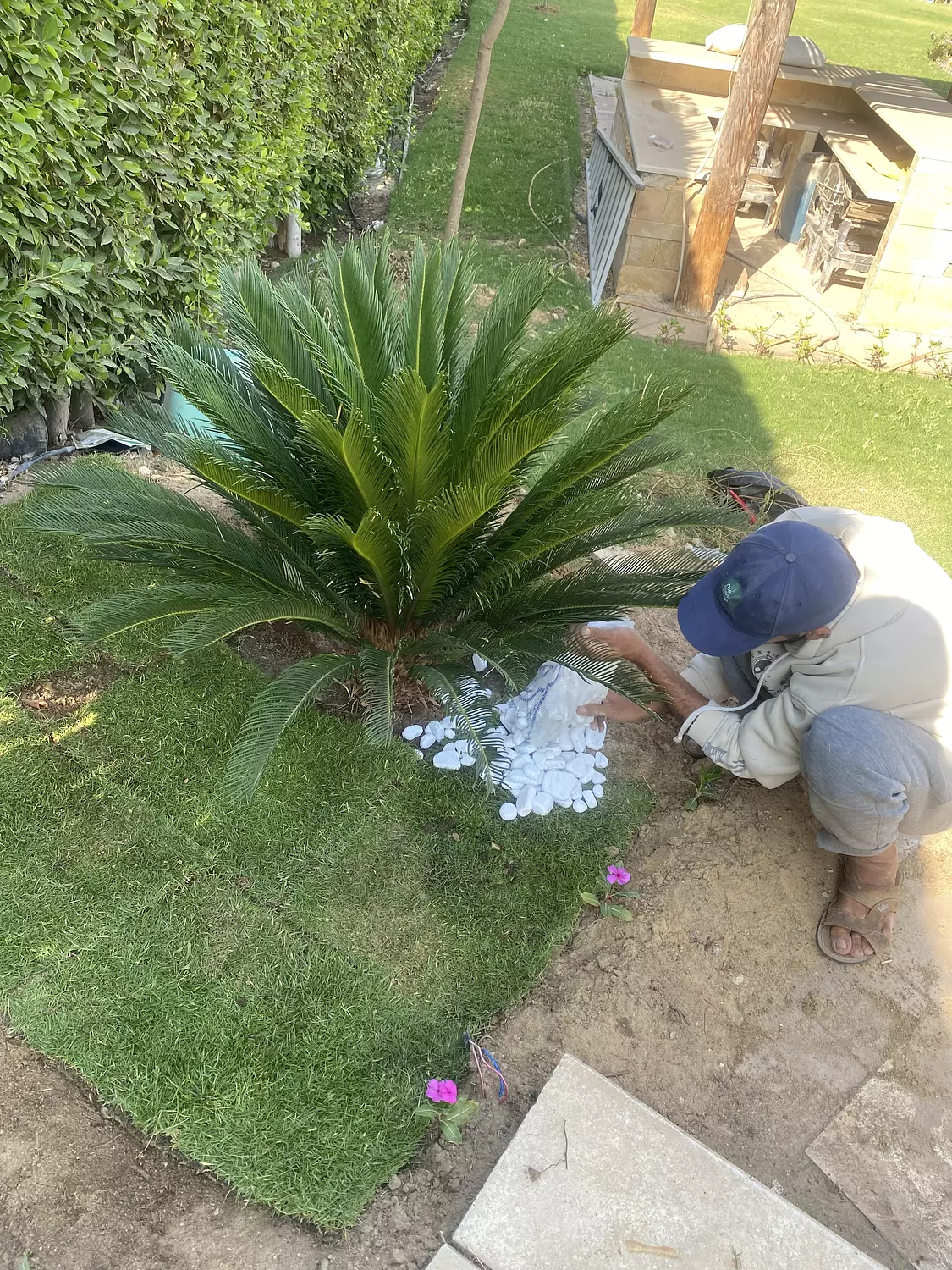 SAGO PALM (CYCAS) 6