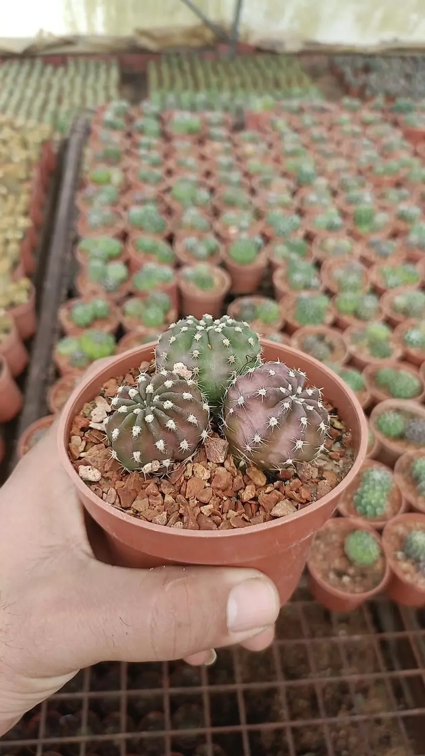 Moon Cactus  4
