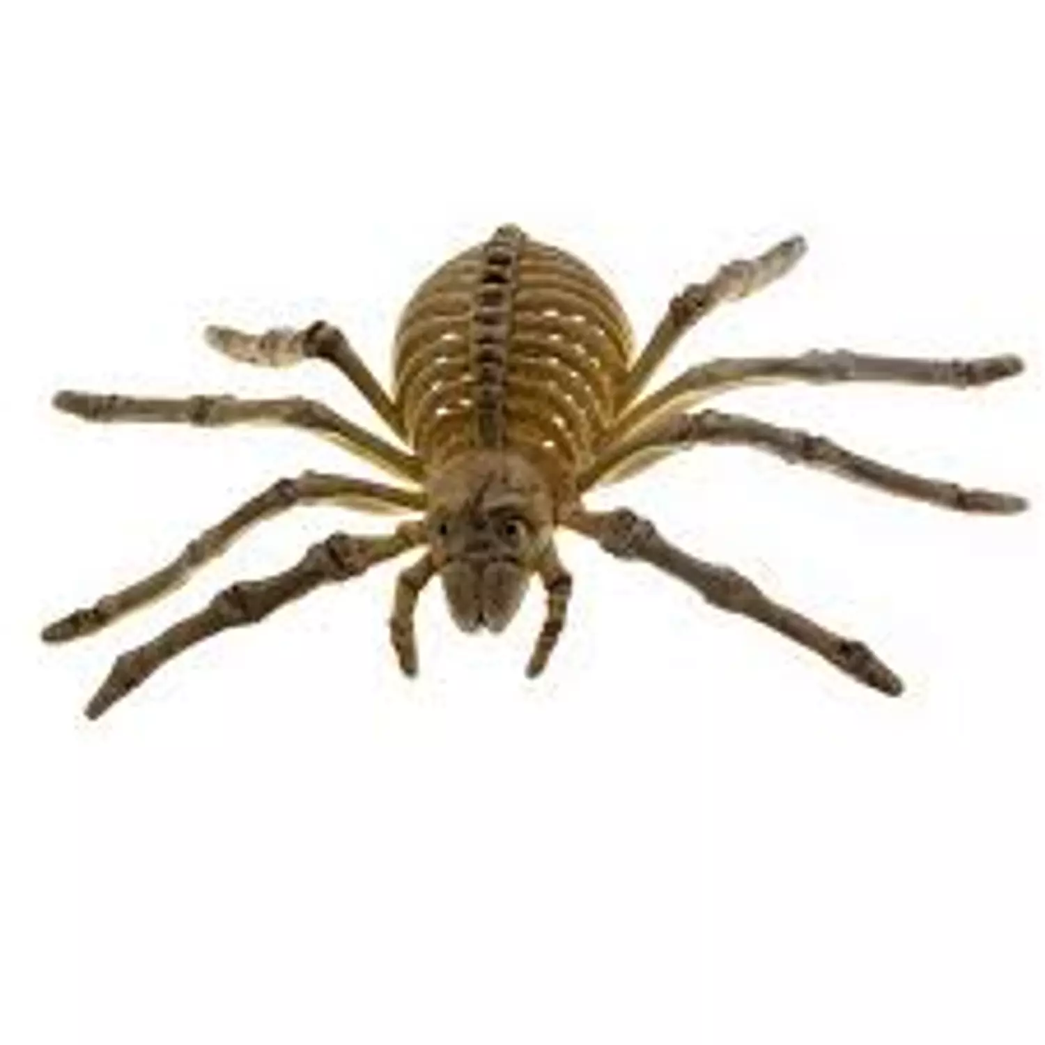Bone Spider  image