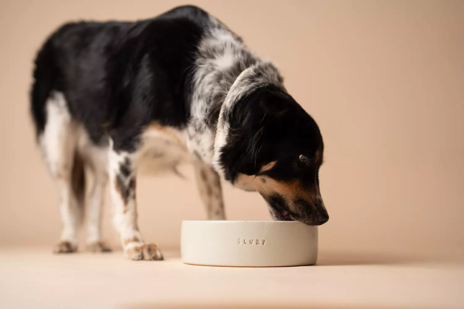 Slurp Slow Feeder | Terra hover image