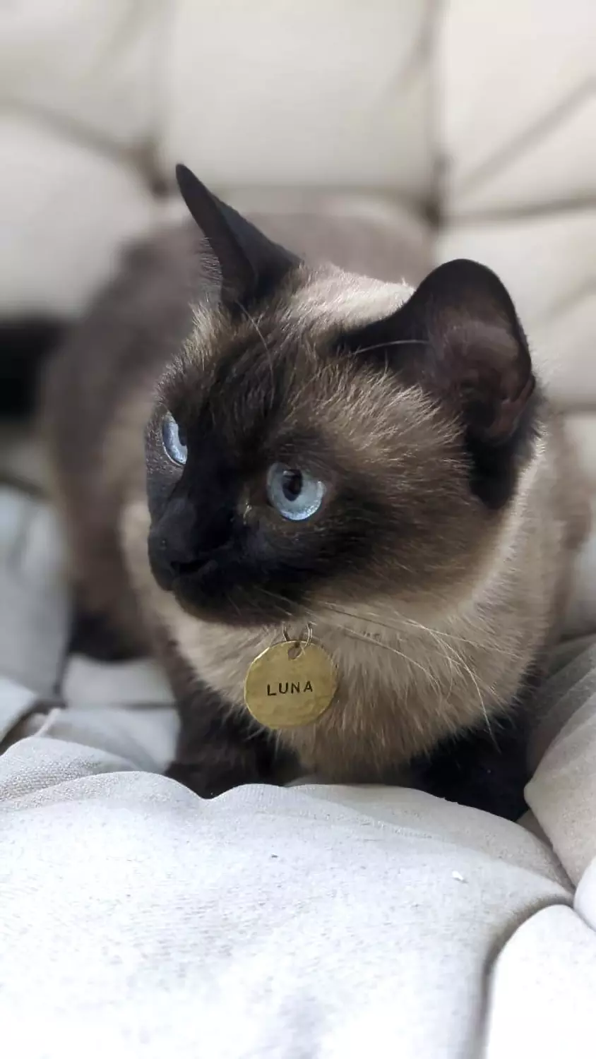 Classic Pet Tag 2