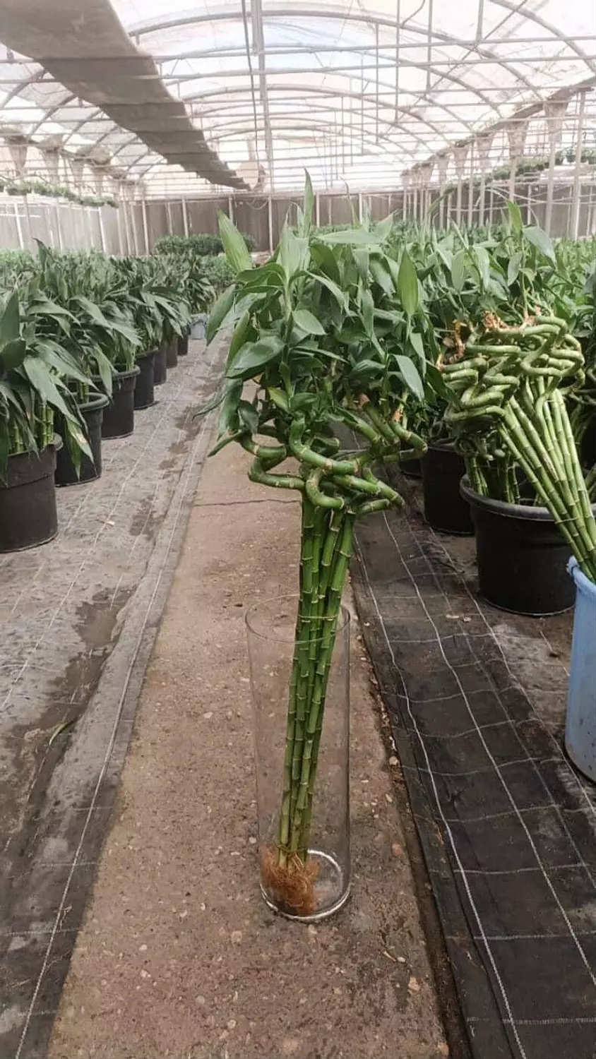 ( Chinese Bamboo (Special Offer  1