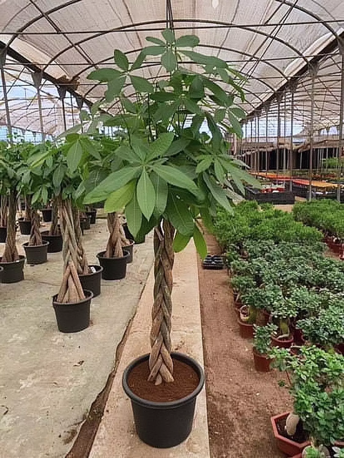 Money Tree