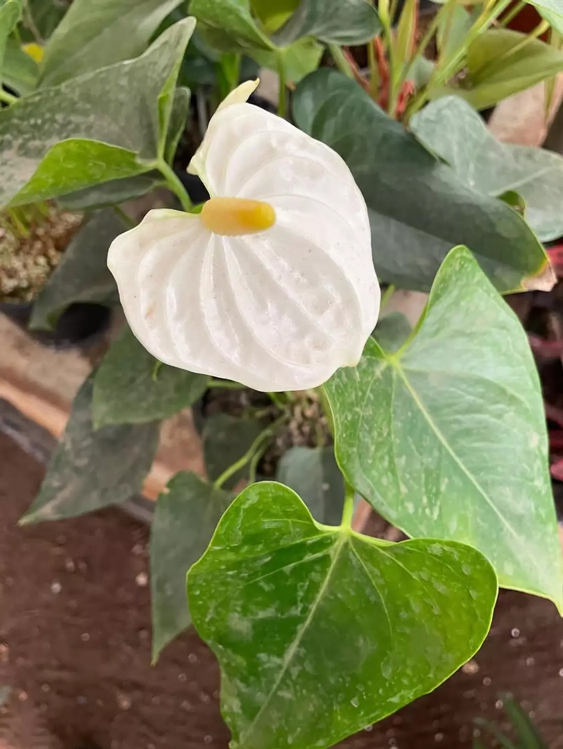Anthurium 6