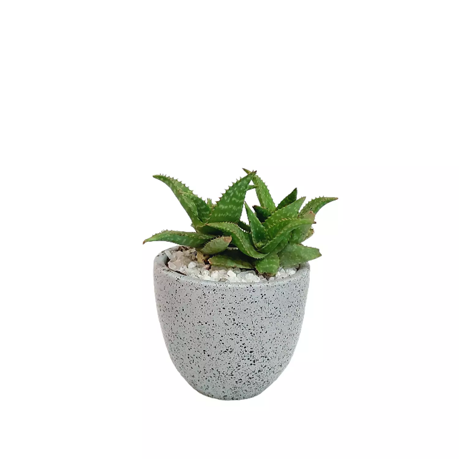 Aloe Plant hover image