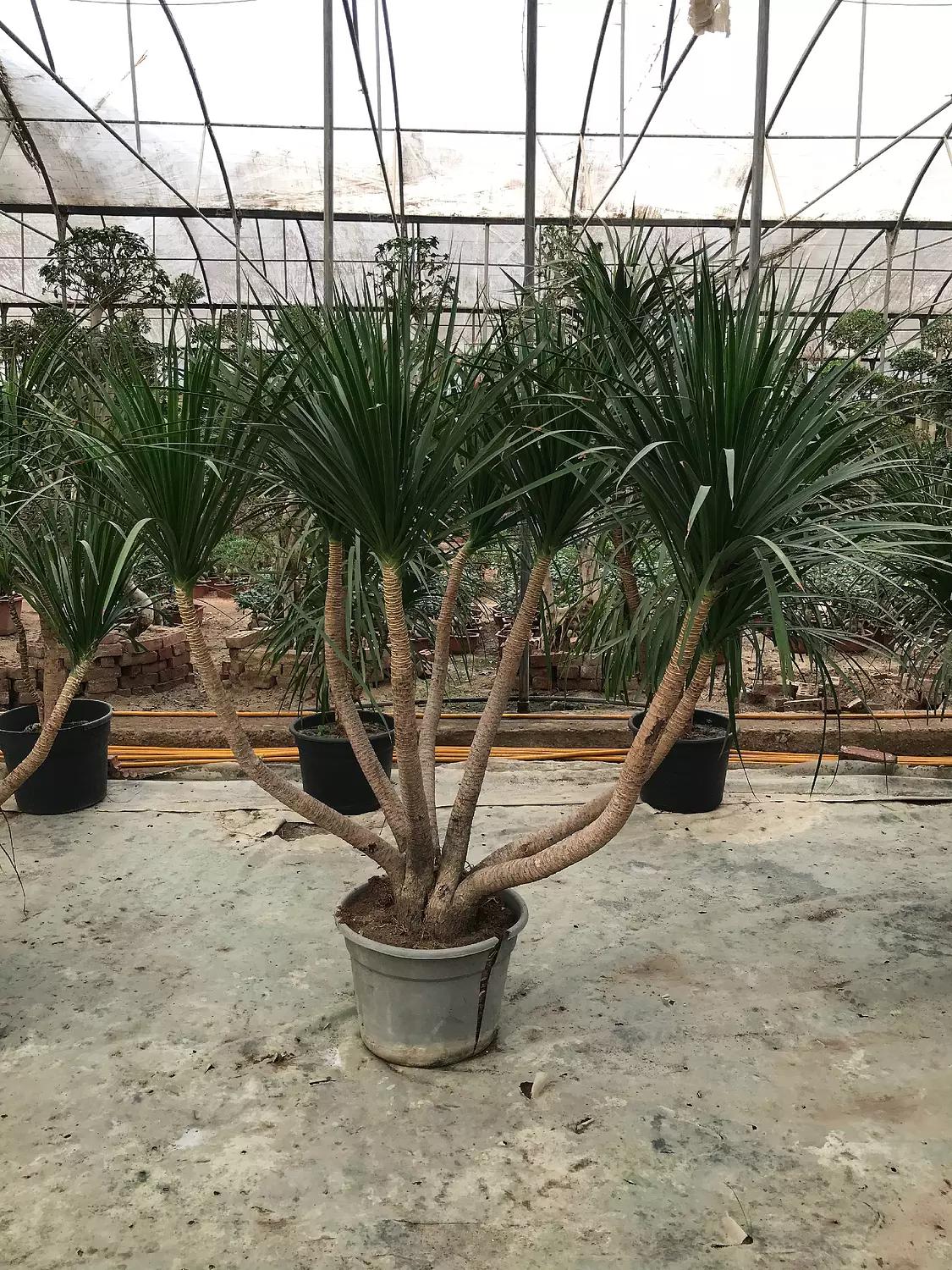 Dracaena Draco 2